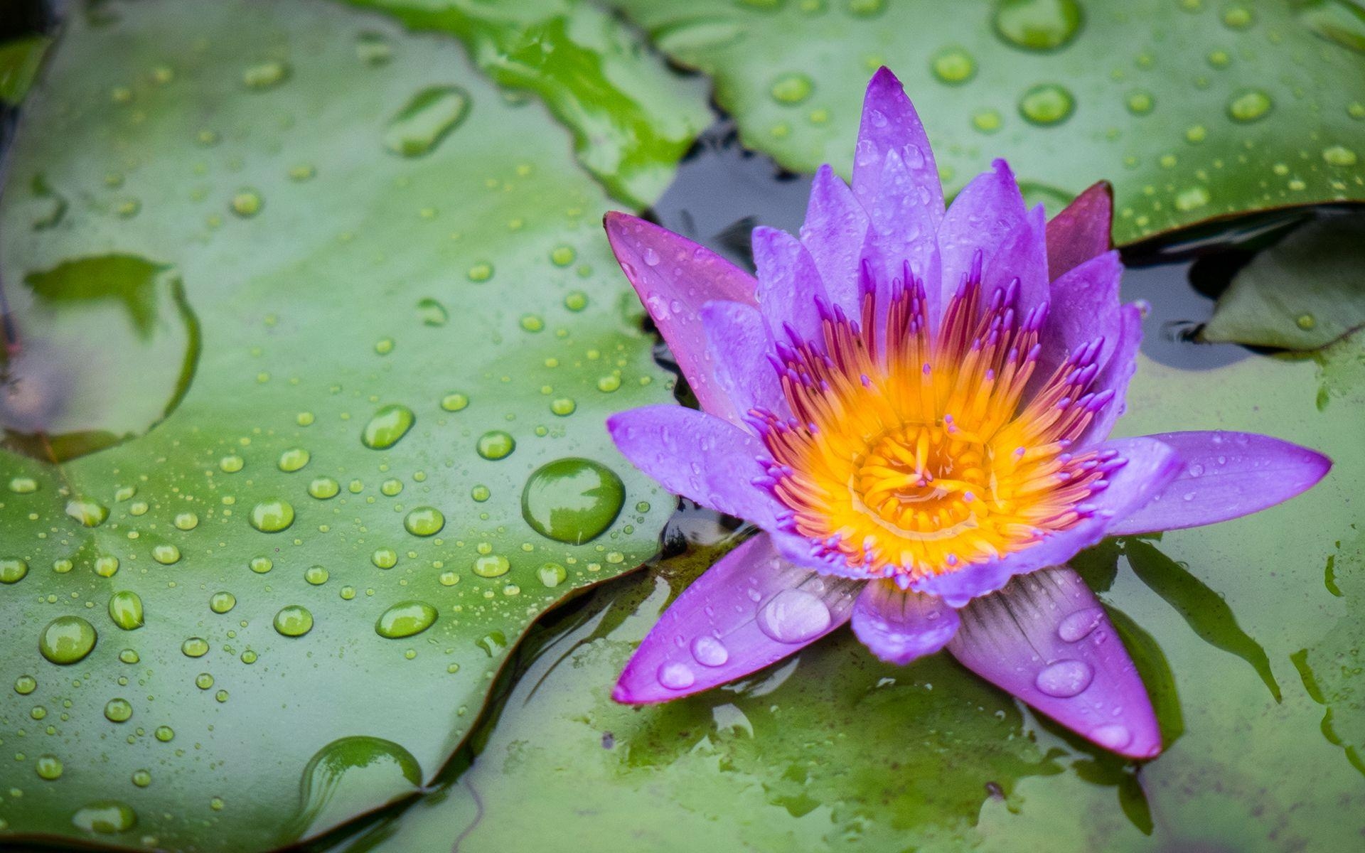 Seerosentropfen, Blüte, Natur, HD Hintergrund, Wasserperlen, 1920x1200 HD Desktop