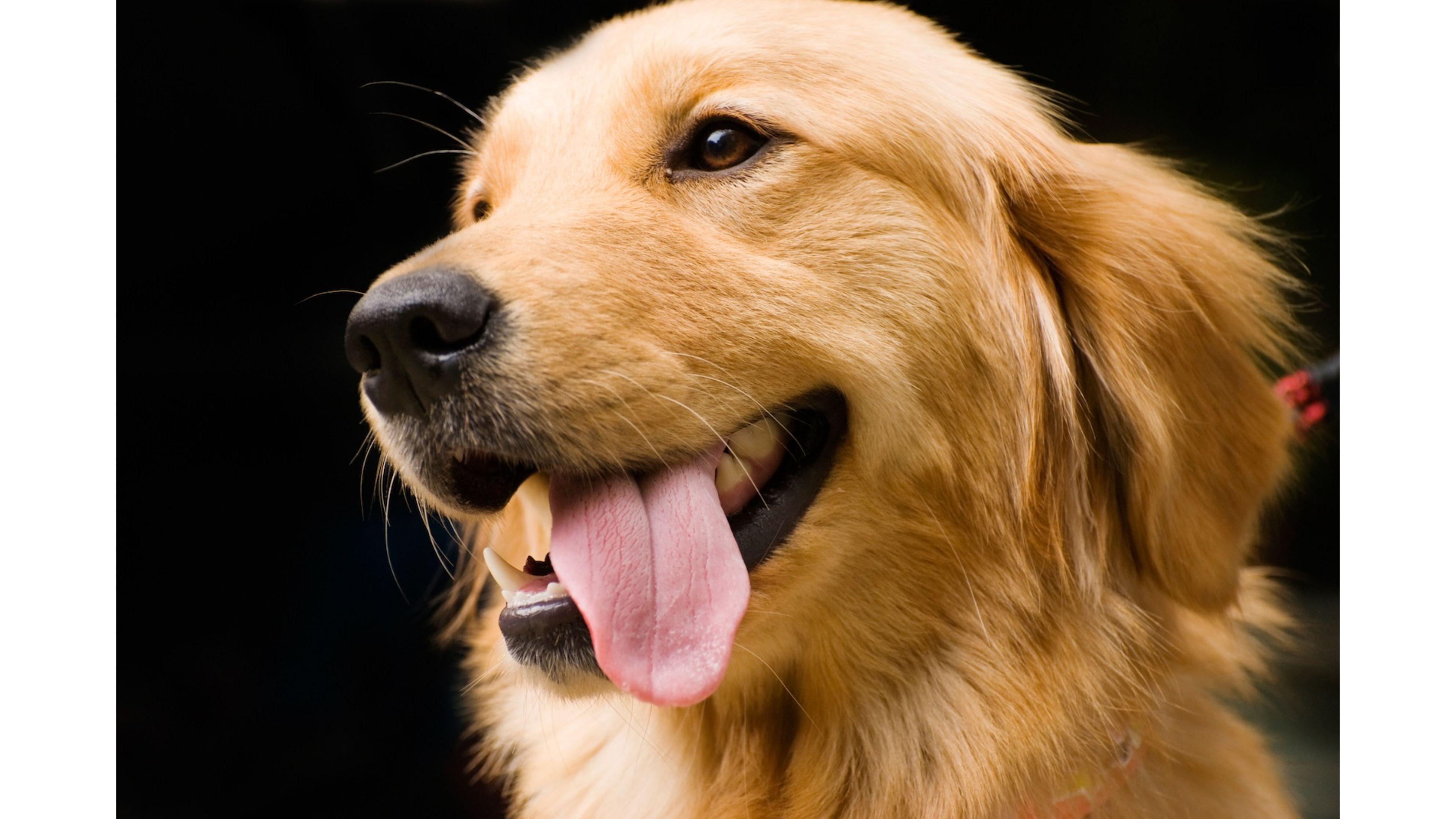 Golden Retriever, Tiere, kostenlos, Hintergrund, Welpen, 3840x2160 4K Desktop