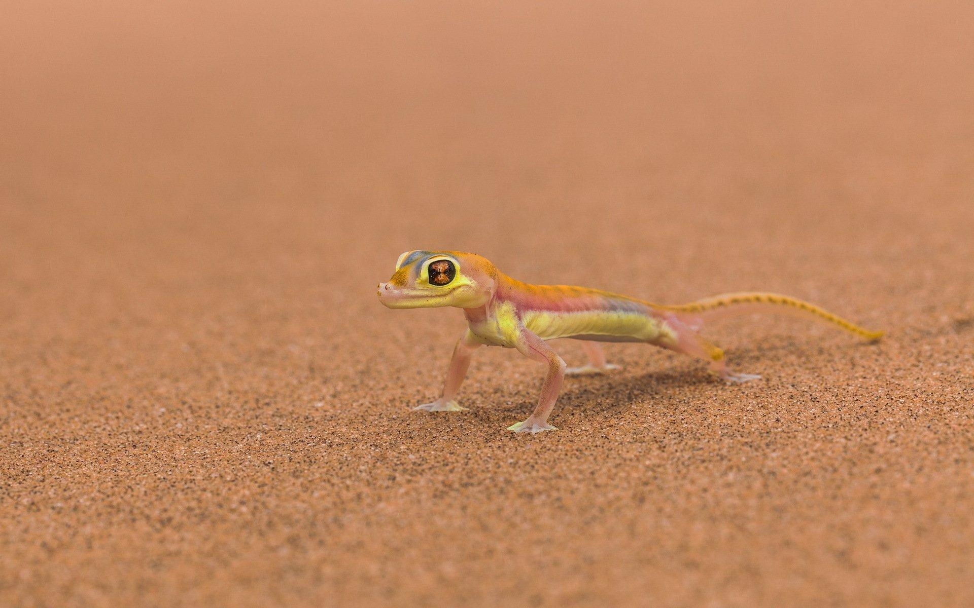 Gecko, HD, Hintergrund, Bild, Reptil, 1920x1200 HD Desktop