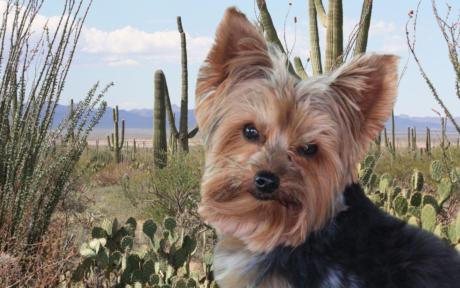 Kostenlose Yorkshire Terrier, Wallpaper, Yorkie, Hunde, Bild, 1920x1200 HD Desktop