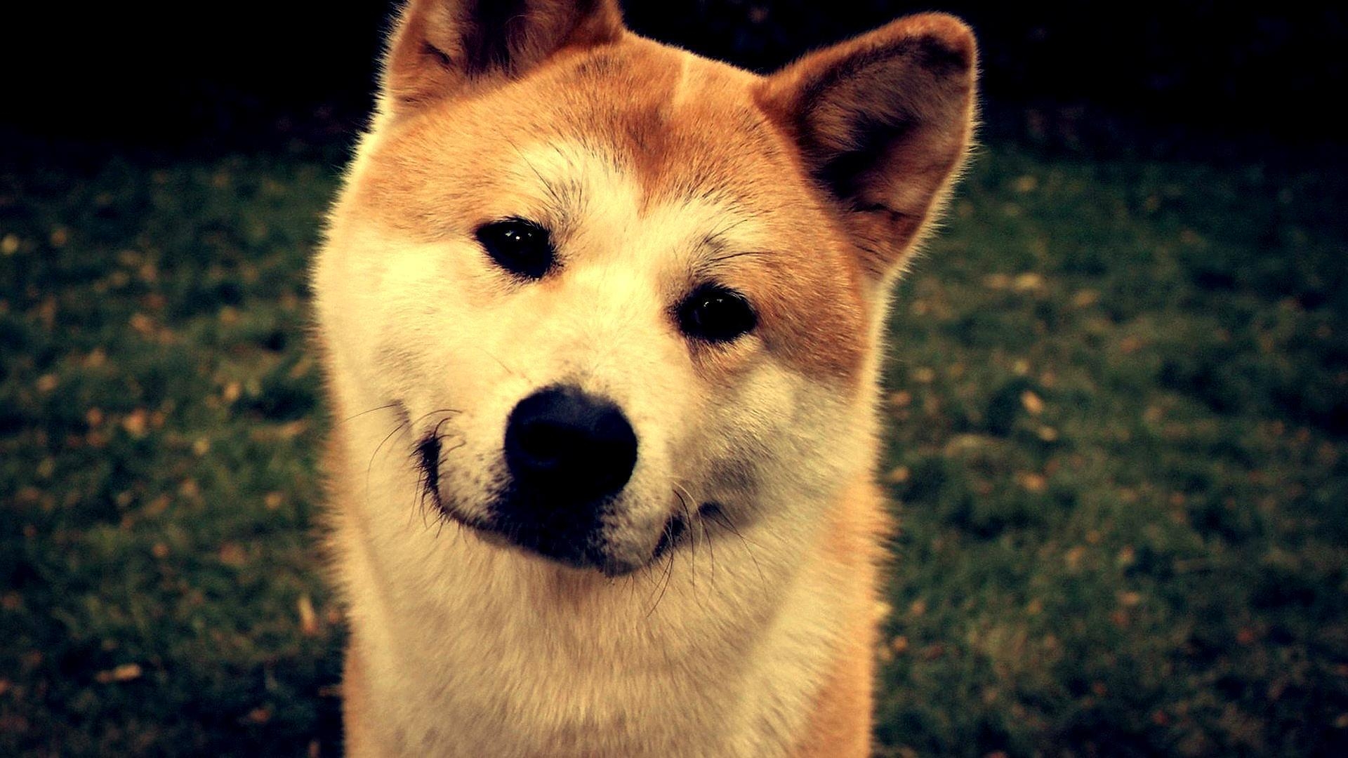 Shiba Inu, Hund, Android, Hintergrund, Lebendig, 1920x1080 Full HD Desktop