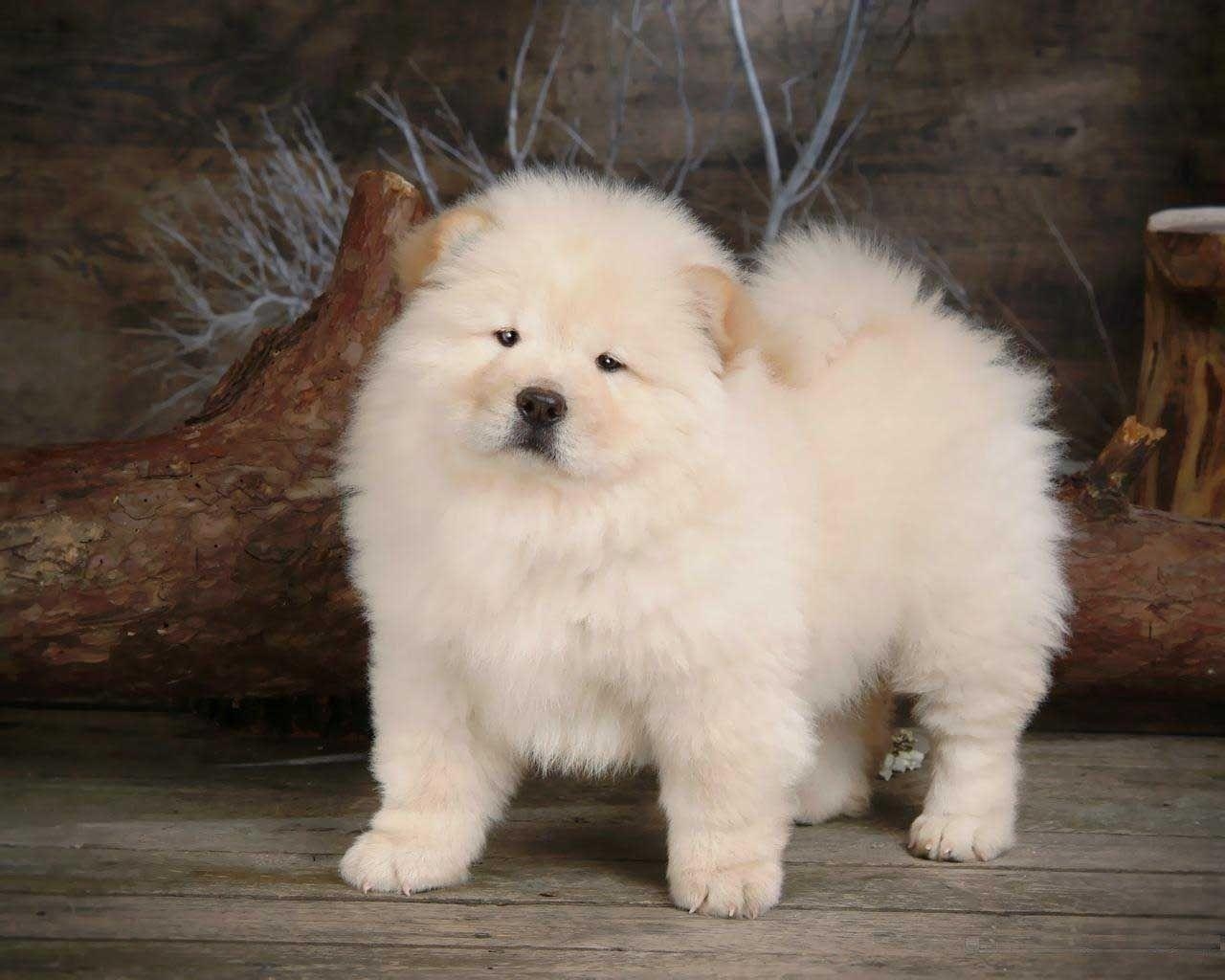 Chow Chow, Hund, Bildschirmhintergrund, Tiere, PC, 1280x1030 HD Desktop