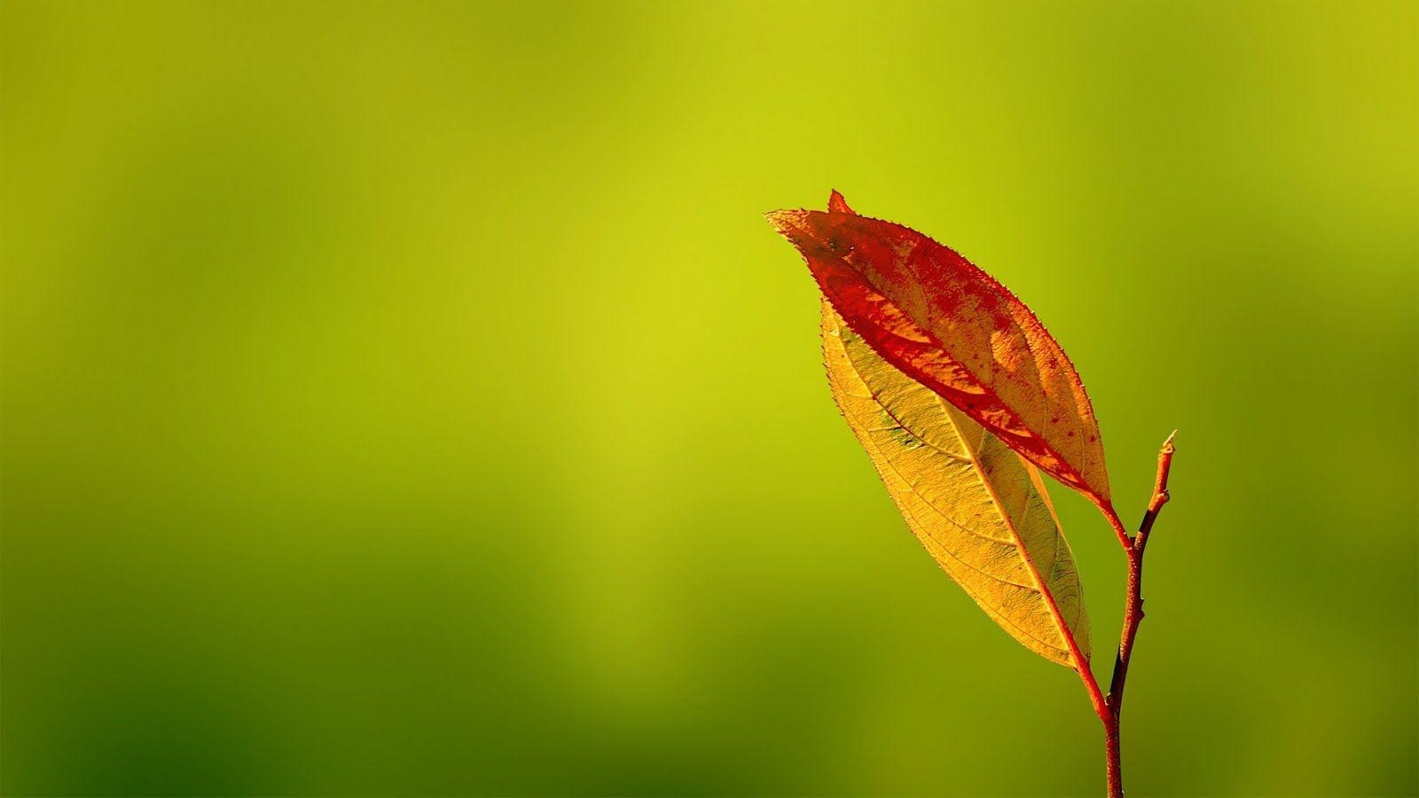 Blatt, Natur, Naturfilm, Grün, Pflanzen, 1600x900 HD Desktop