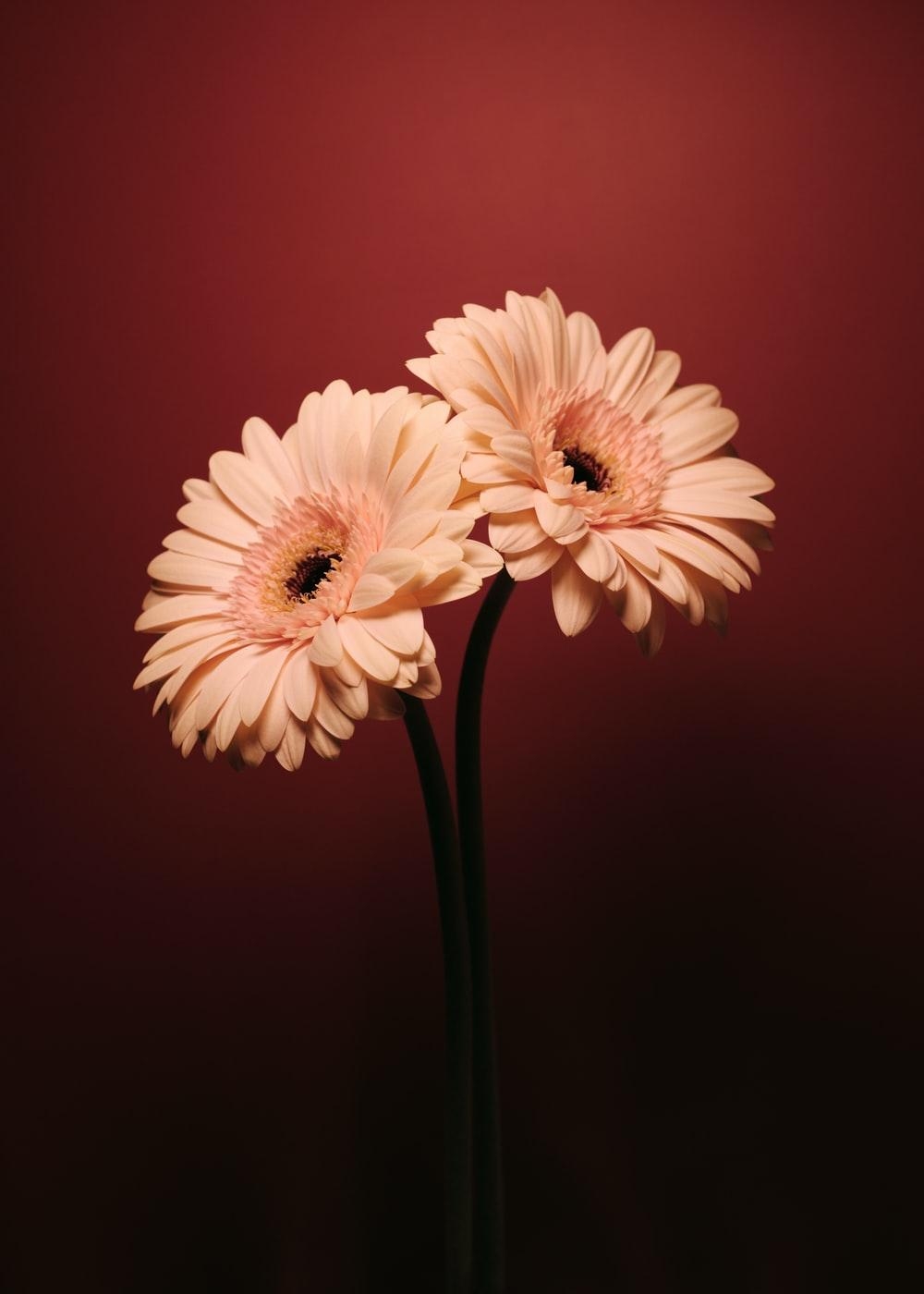 Gerbera, Daisy, Natur, Bild, Kostenlos, 1000x1400 HD Handy