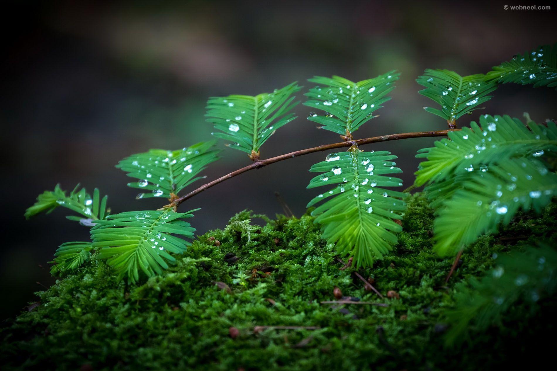 Schöner Regen, Desktop Hintergrund, Tropfen, Naturphänomen, 1900x1270 HD Desktop