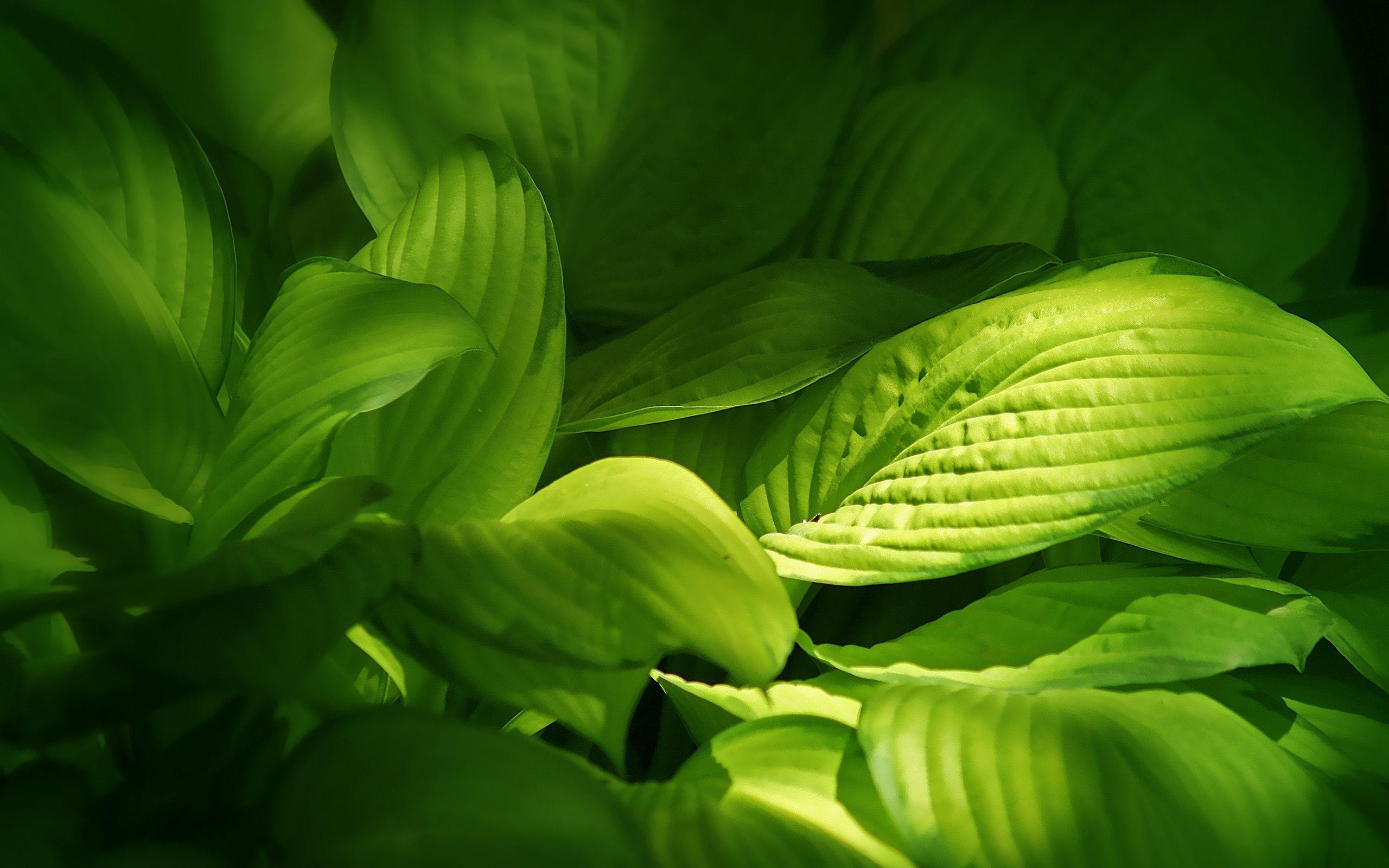 Blatt, Natur, grüne Blätter, Pflanzen, Umwelt, 2560x1600 HD Desktop