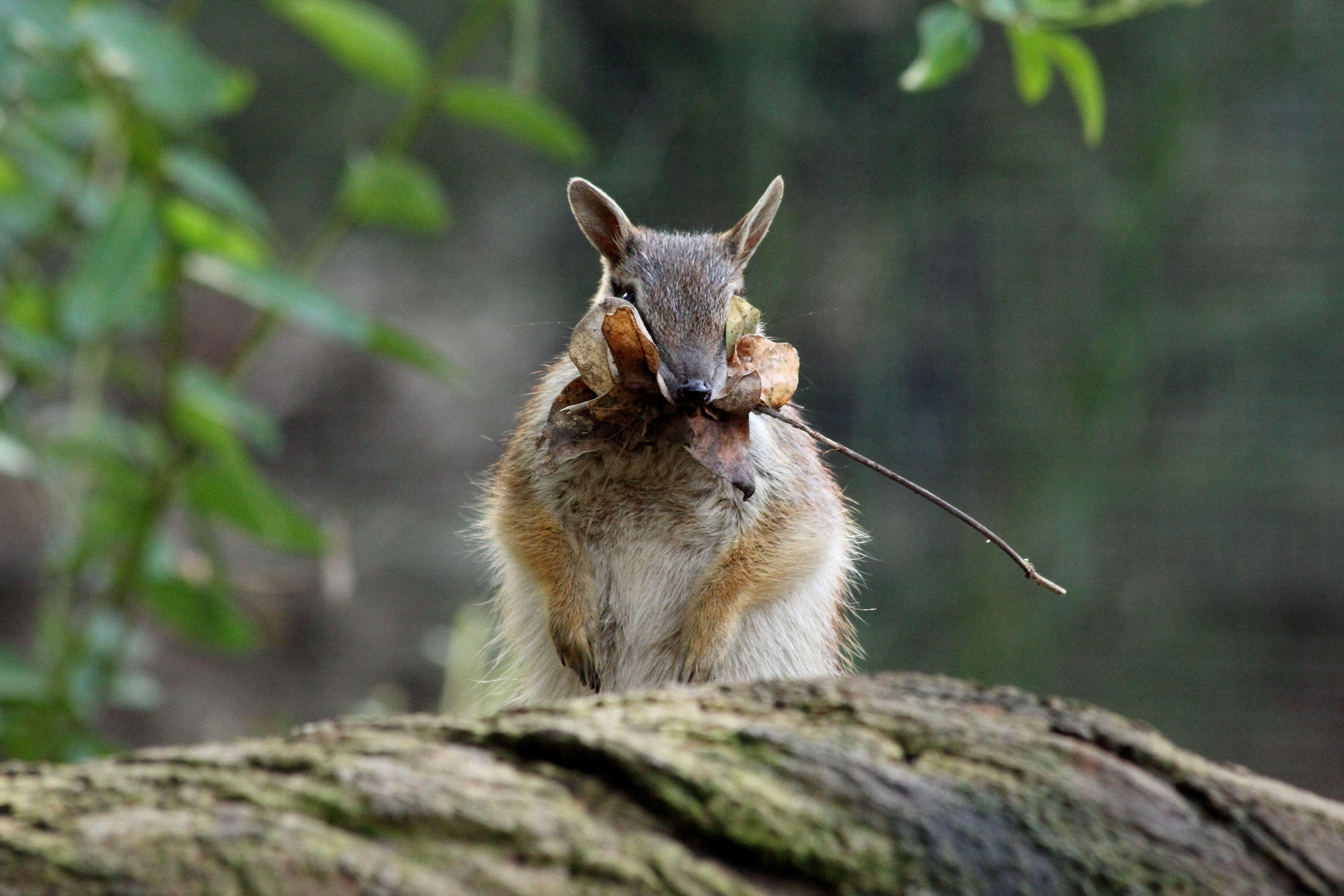 Numbat, Bändergürteltier, Flora, Tierwelt, Australien, 5190x3460 4K Desktop