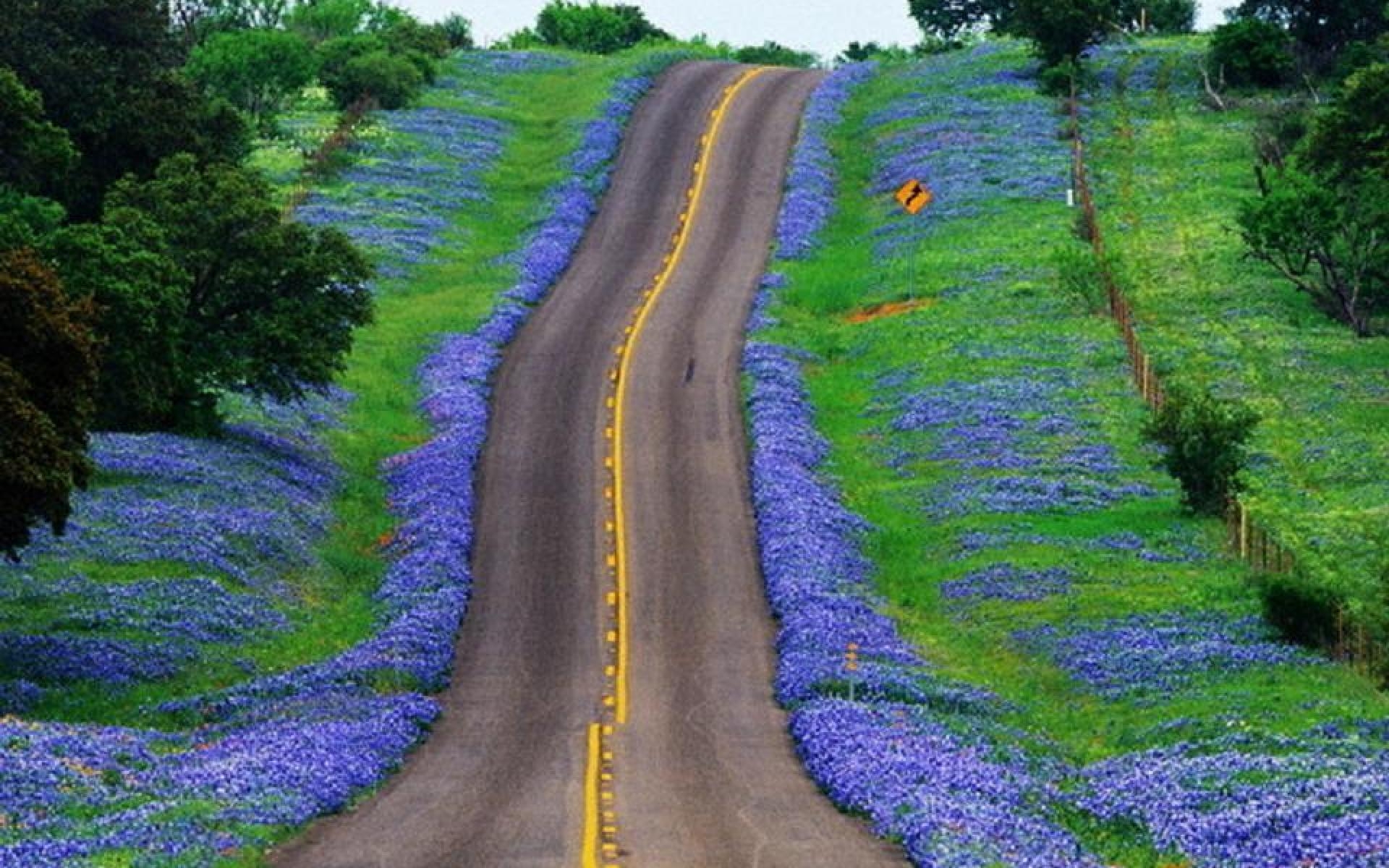 Bluebonnet, Desktop, Bild, Natur, Hintergrund, 1920x1200 HD Desktop