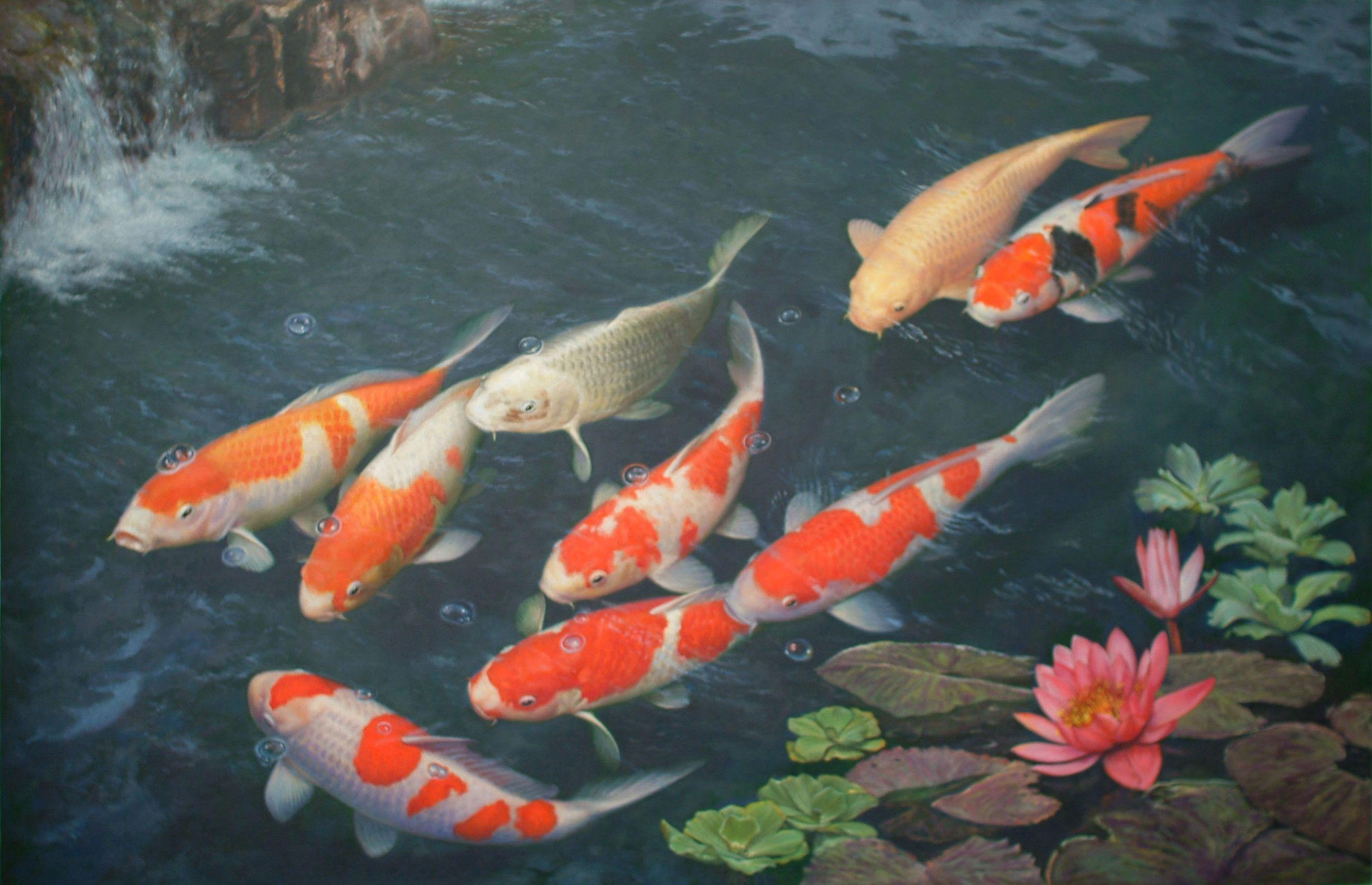 Koi Lebendig, Für PC, Hintergrund, Digital, Schön, 2600x1680 HD Desktop