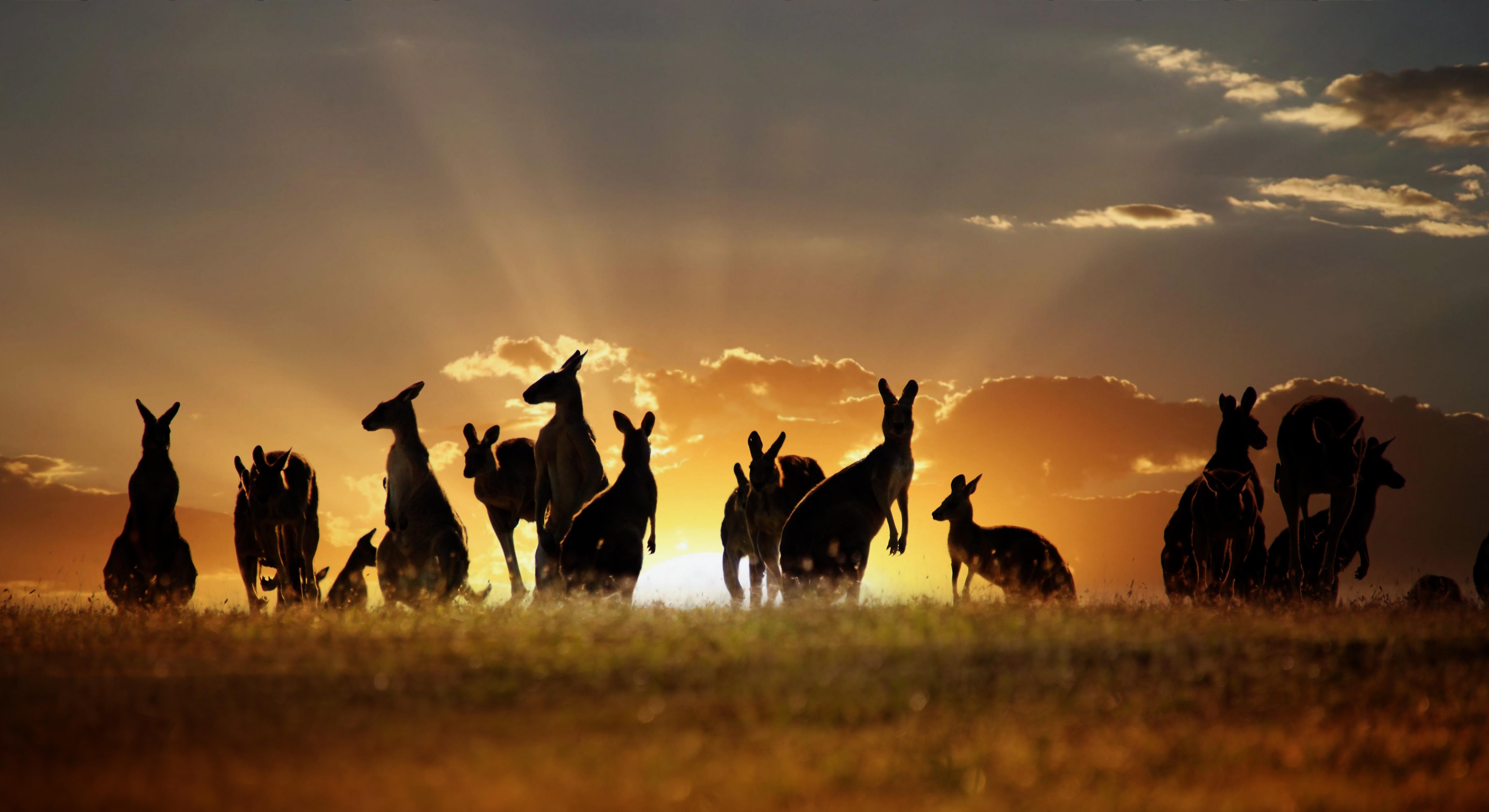 Känguru, HD, Australien, Natur, Beuteltiere, 5620x3070 4K Desktop