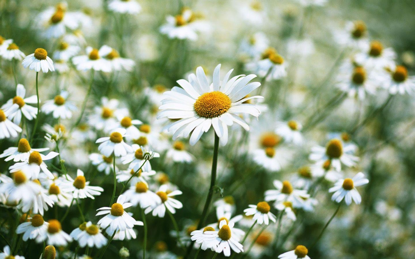 Gänseblümchen, Natur, Hintergrund, 22189 px, Bild, 1440x900 HD Desktop