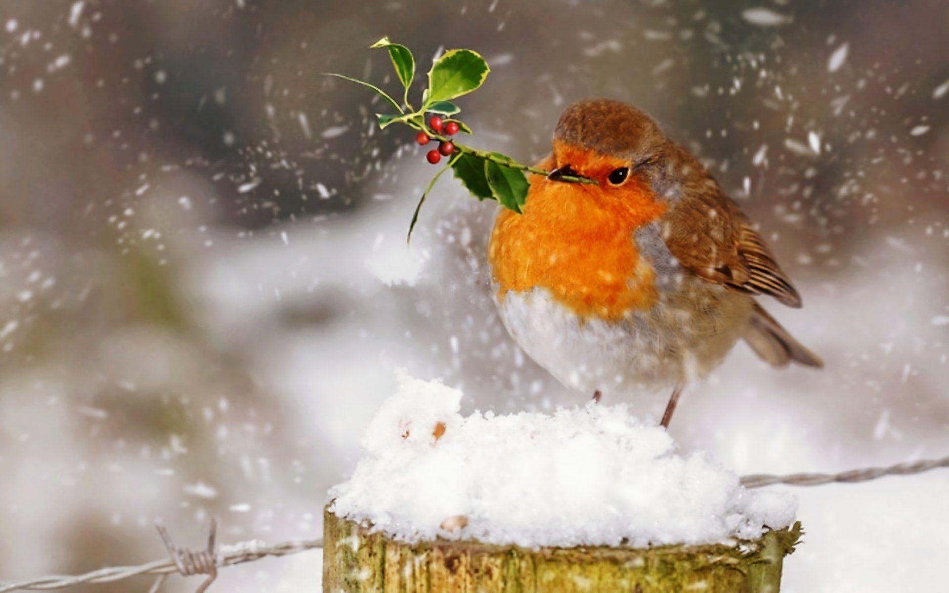 Robin, Vogel, HD, Bild, Hintergrund, 1920x1200 HD Desktop