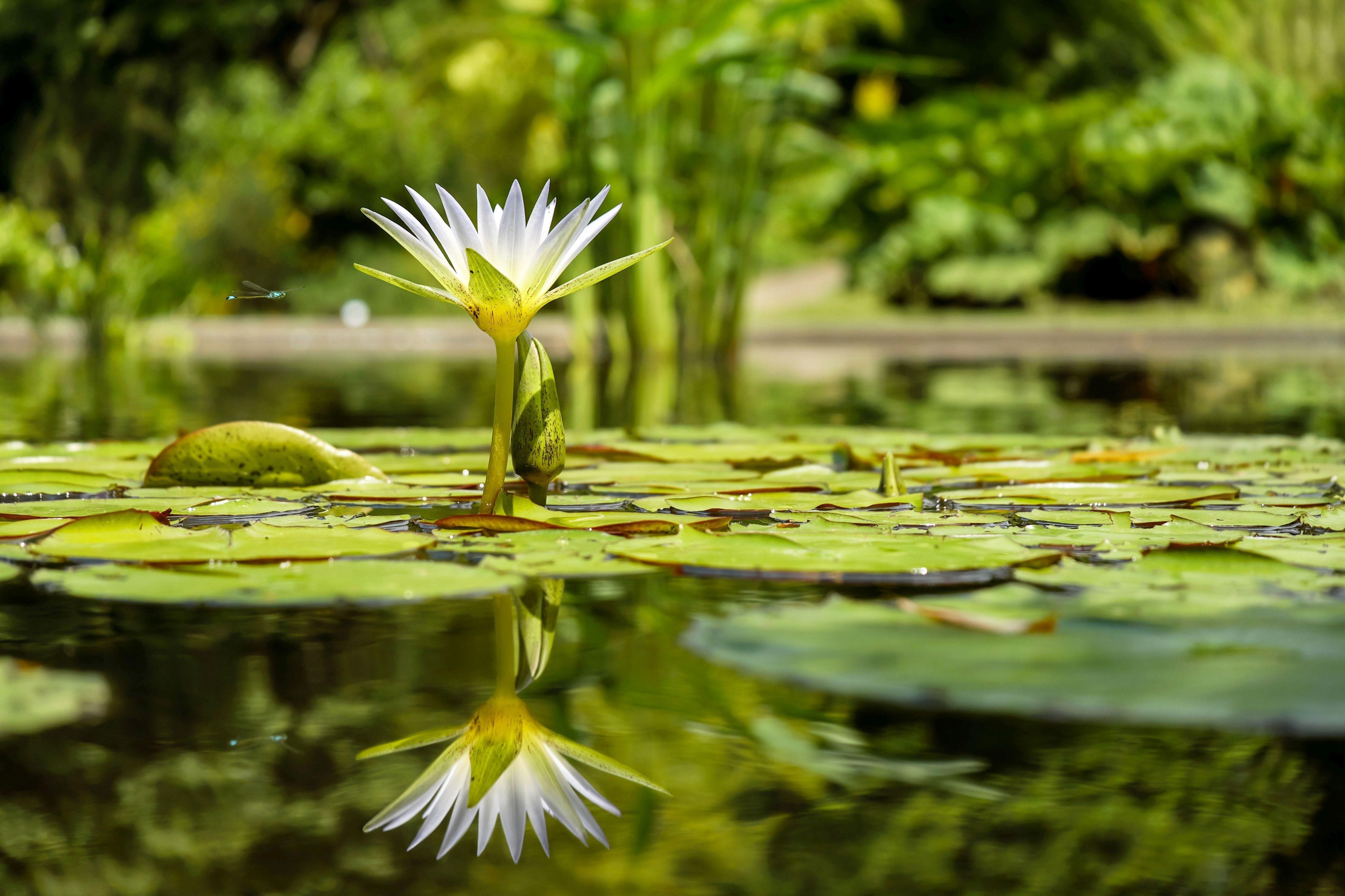 Seerosenblatt, Natur, Hintergrund, Wasserflora, Pflanzen, 4900x3270 4K Desktop