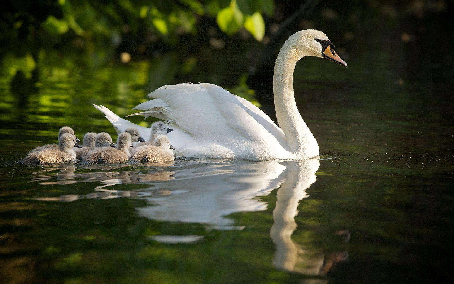 Stummer Schwan, 2 x 1200, Hintergrundbild, 1920x1200 HD Desktop