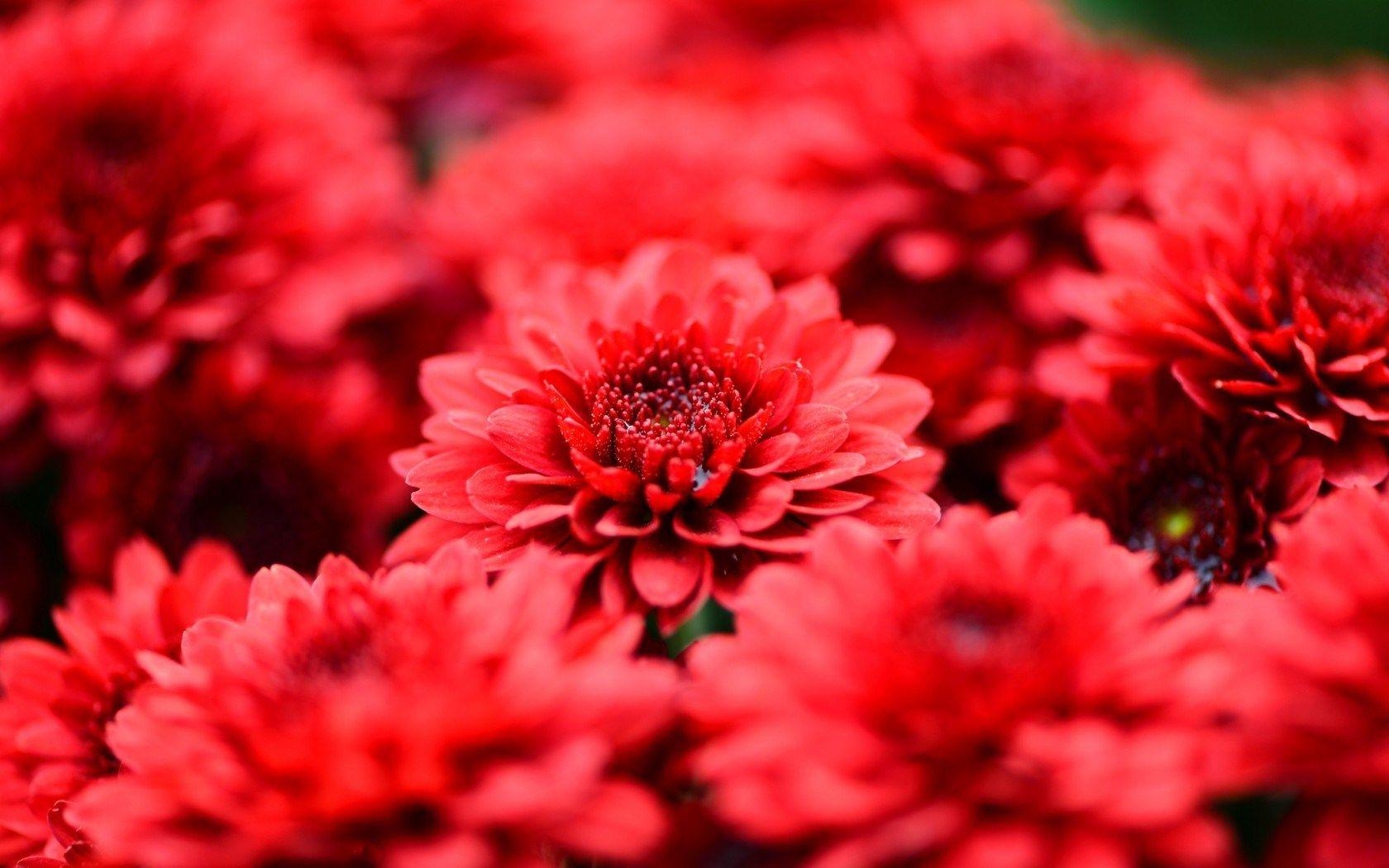 Chrysanthemen, Natur, Blütenpracht, Blumen, Pflanze, 1680x1050 HD Desktop