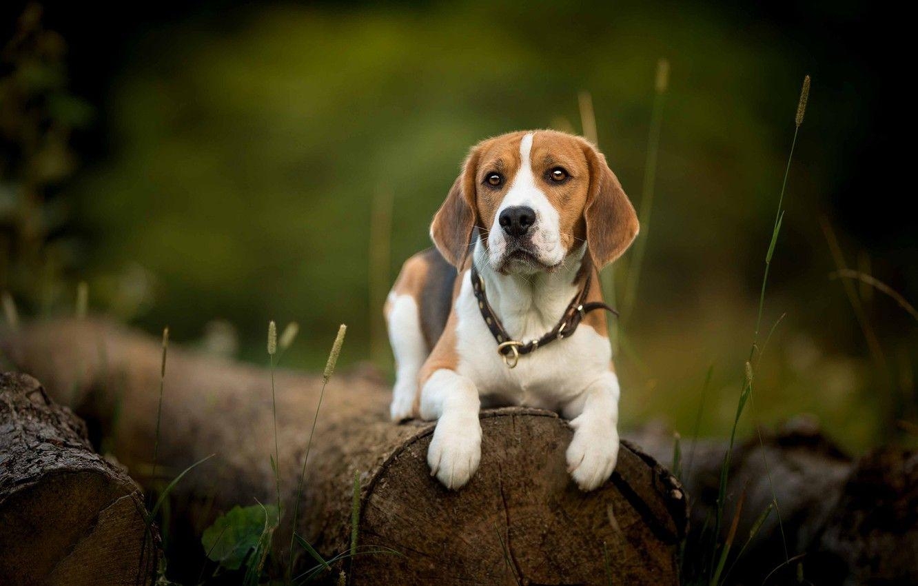 Beagle, Aussehen, Hund, Bild, Desktop, 1340x850 HD Desktop