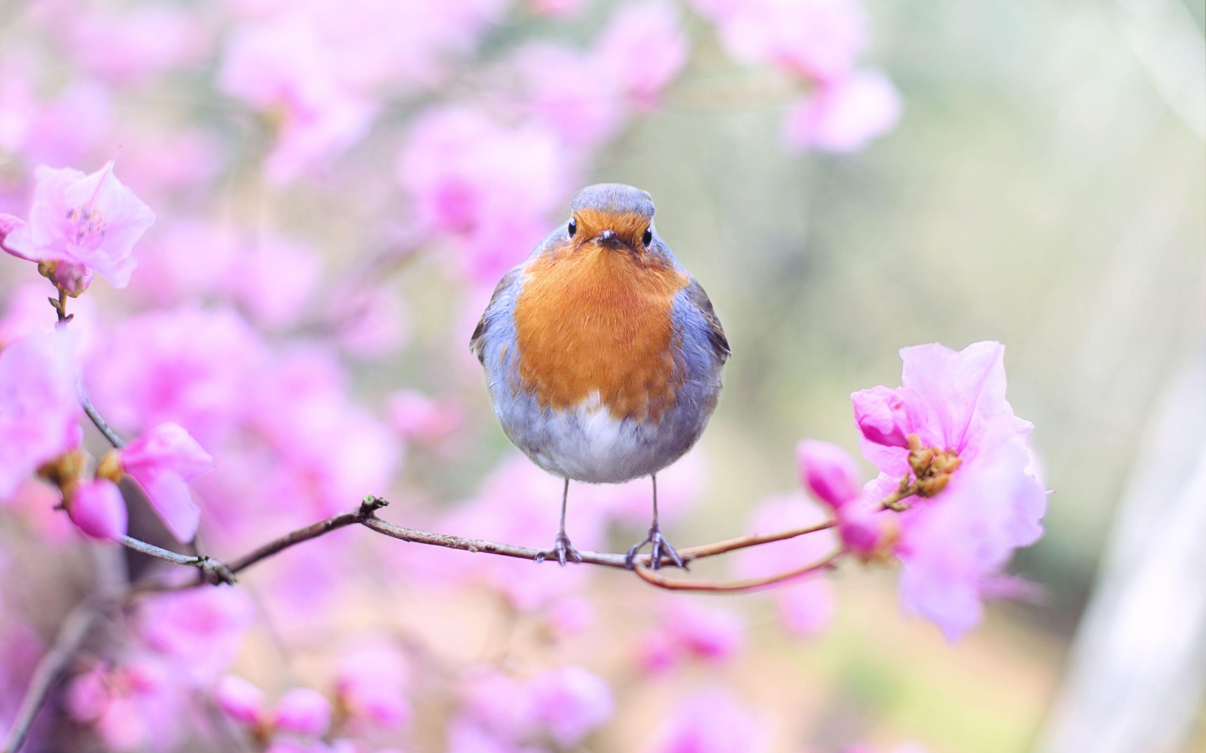 Europäisch, Rotkehlchen, Vogel, Hintergrund, Deko, 3840x2400 4K Desktop