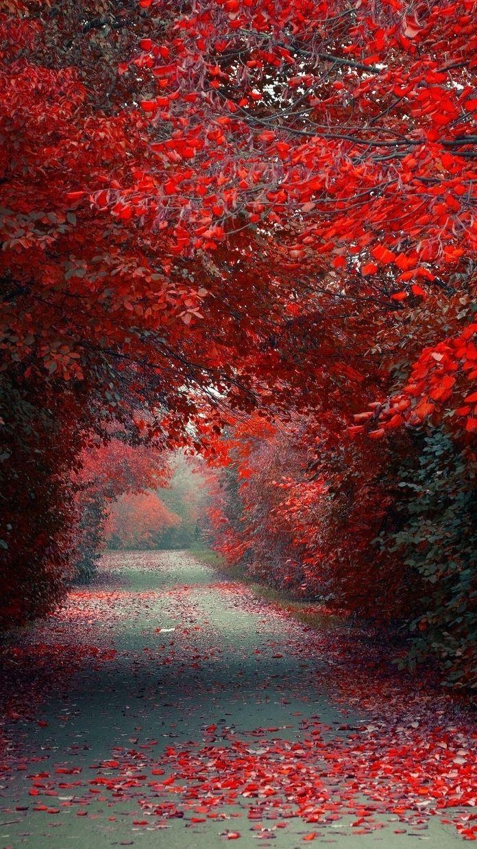 Rote Blätter, Herbststraße, iPhone, Wallpaper, Natur, 700x1240 HD Handy