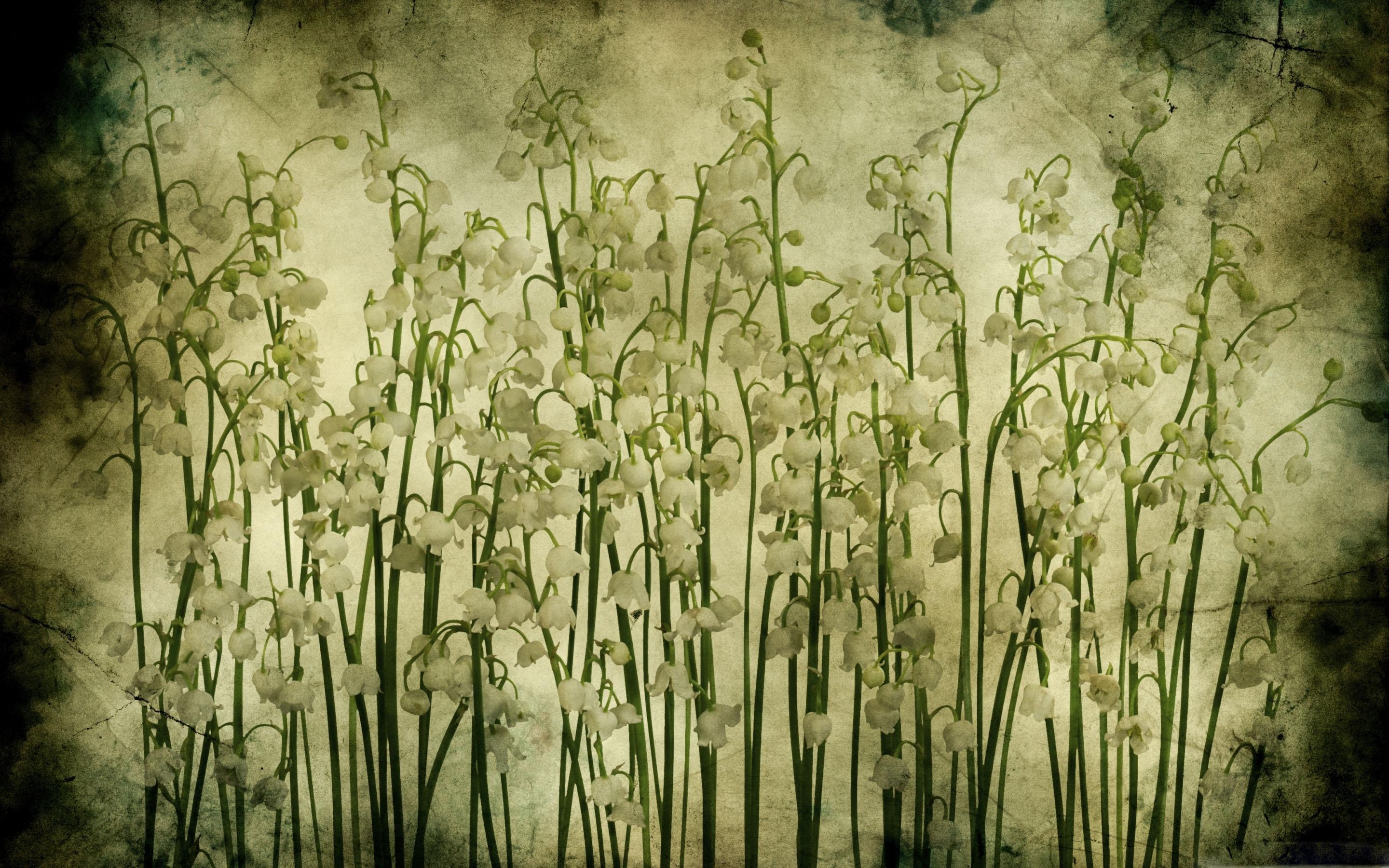 Maiglöckchen, vintage Textur, MacBook Air, Naturbild, Blumen, 2880x1800 HD Desktop