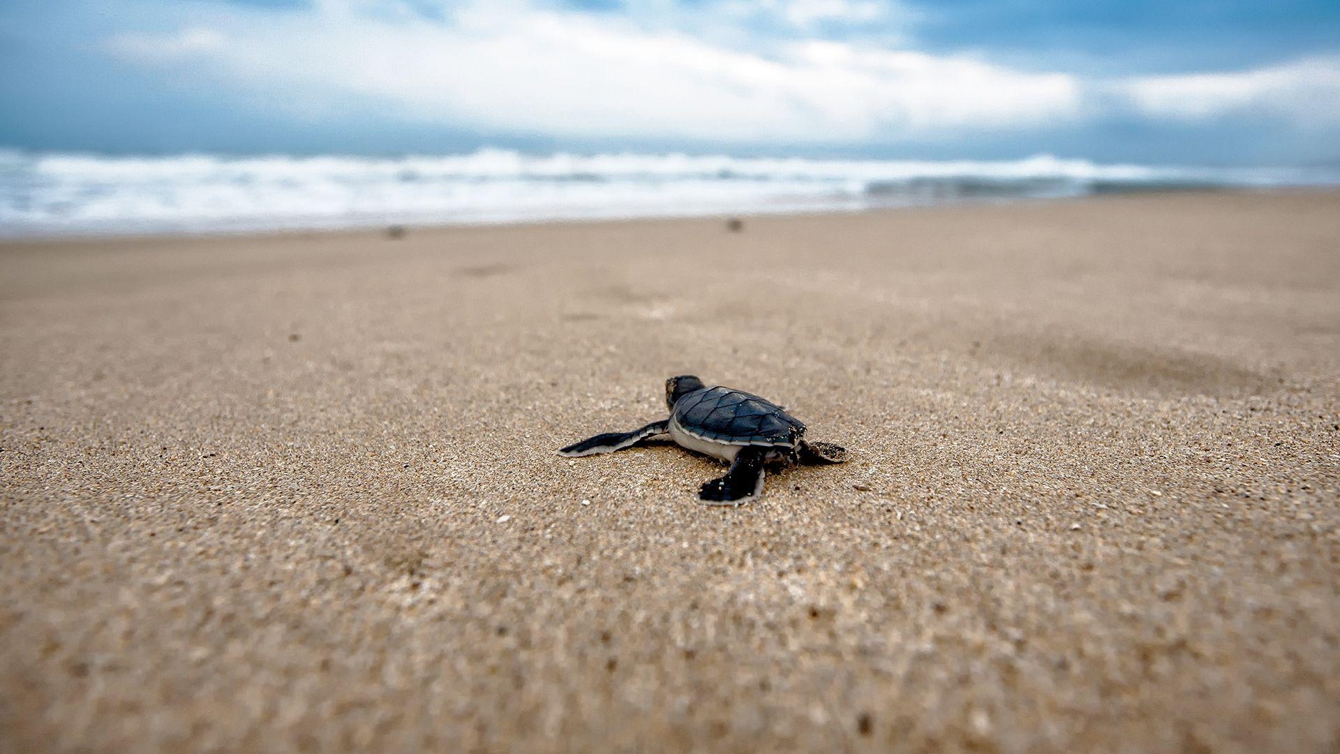 Baby-Schildkröte, Laptop, Hintergrund, HD, Bild, 1920x1080 Full HD Desktop