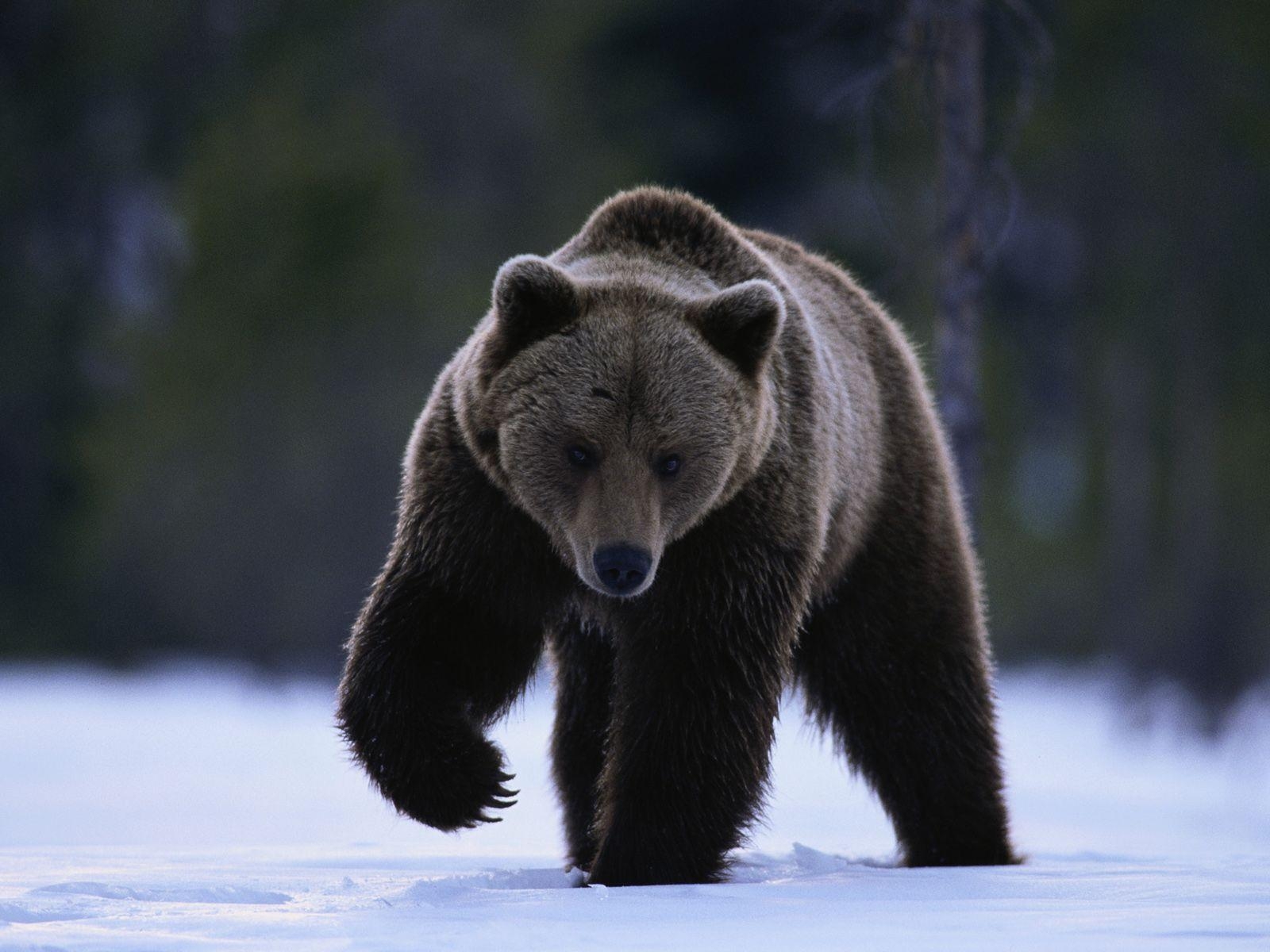 Bär, HD, Tierwelt, Hintergrund, Naturbild, 1600x1200 HD Desktop