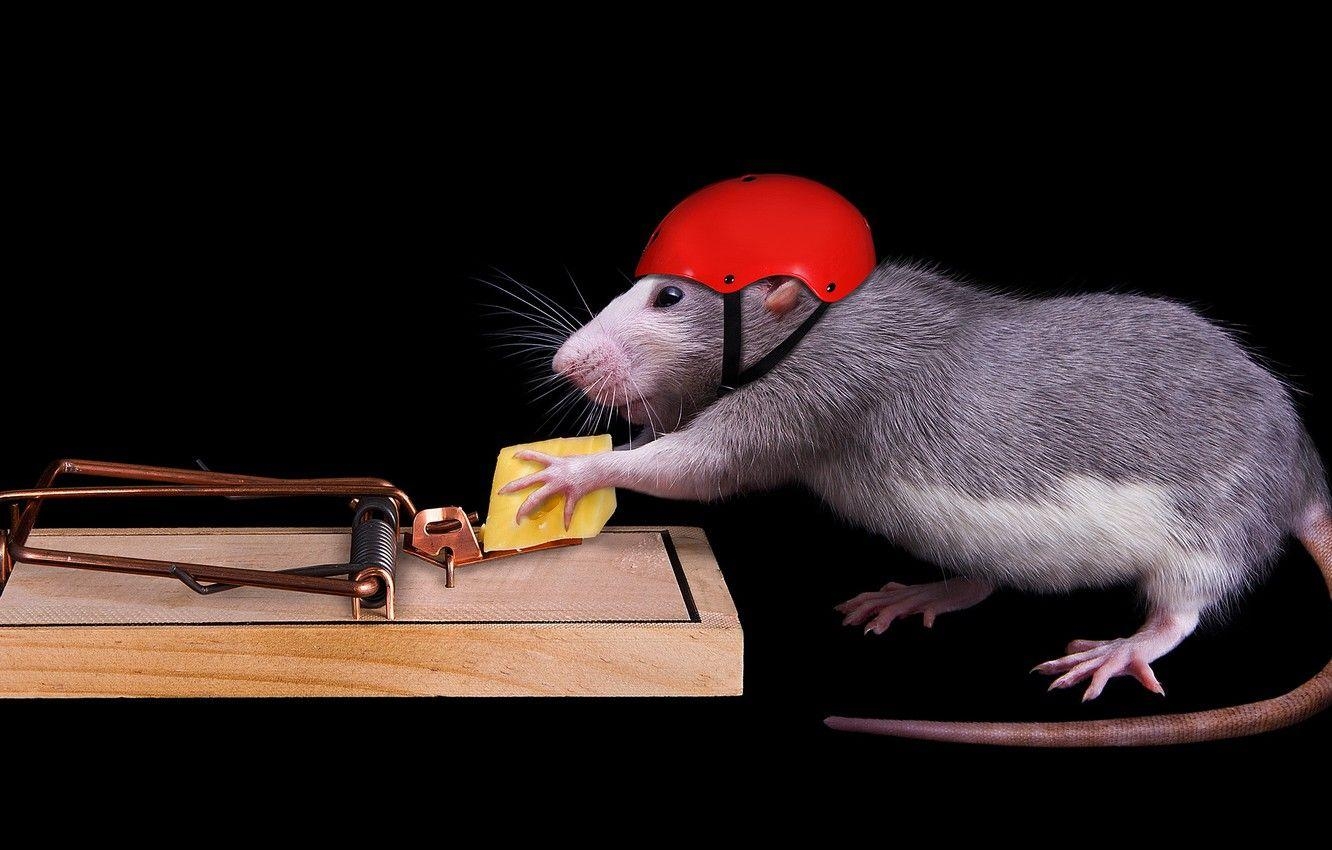 Maus, Käse, Hintergrund, Helm, Sicherheit, 1340x850 HD Desktop