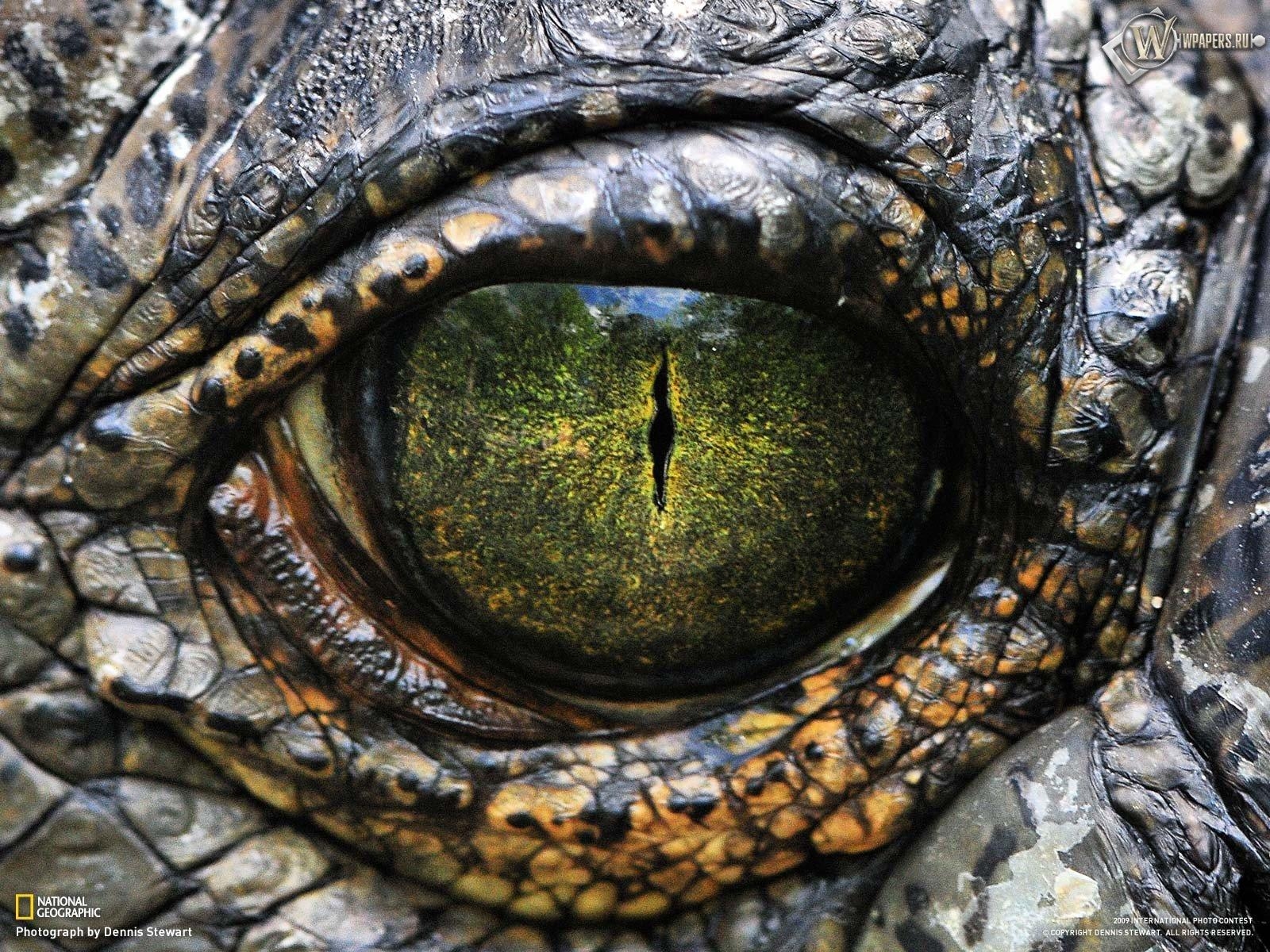 Alligator, Wallpaper, Tiere, Reptilien, Hintergrund, 1600x1200 HD Desktop