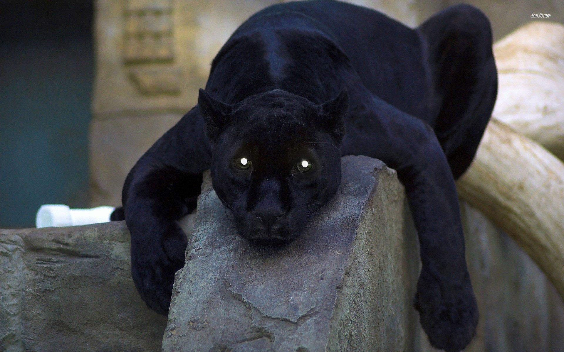 Panther, Full HD, Hintergrund, Bild, Tier, 1920x1200 HD Desktop