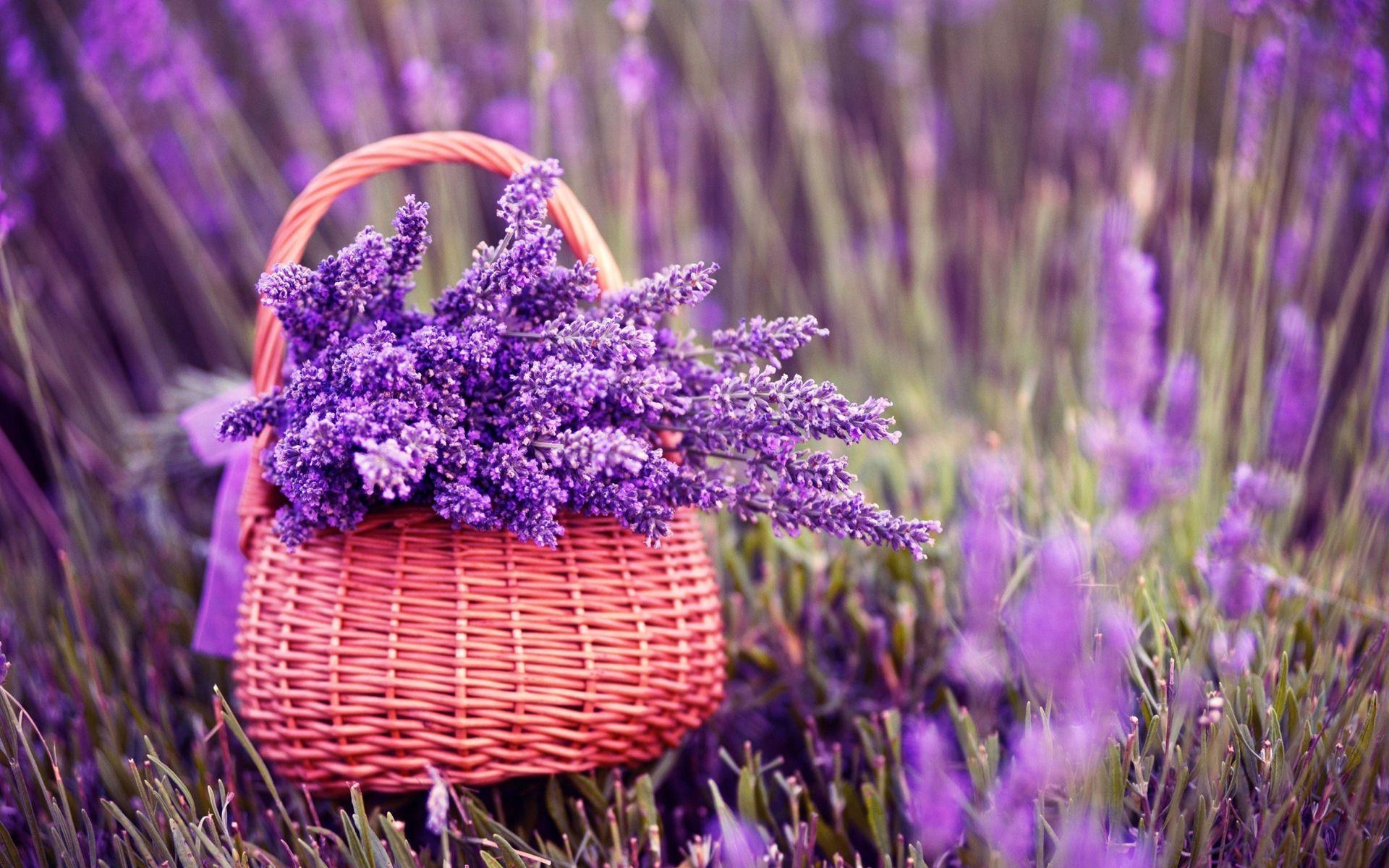 Lavendel, Natur, Duft, Blume, Pflanzenkunst, 1920x1200 HD Desktop