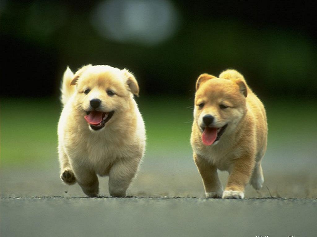 Lhey74p, Chow Chow, Hintergrund, PX, Tiere, 1030x770 HD Desktop