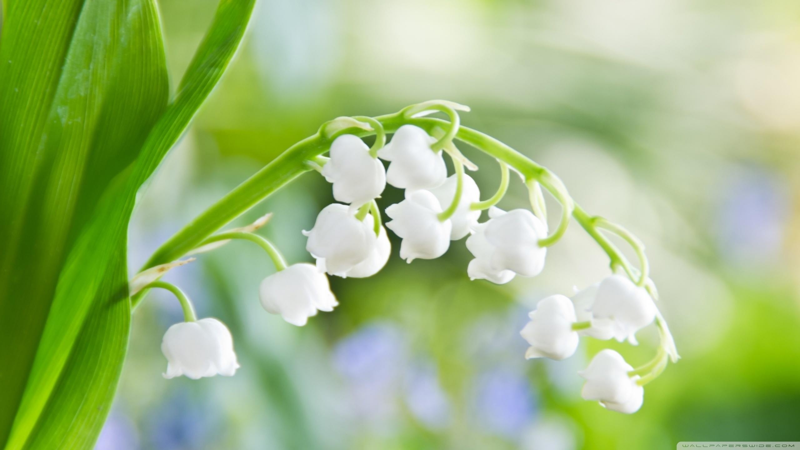 Maiglöckchen, Natur, Hintergrund, Blumen, Pflanze, 2560x1440 HD Desktop