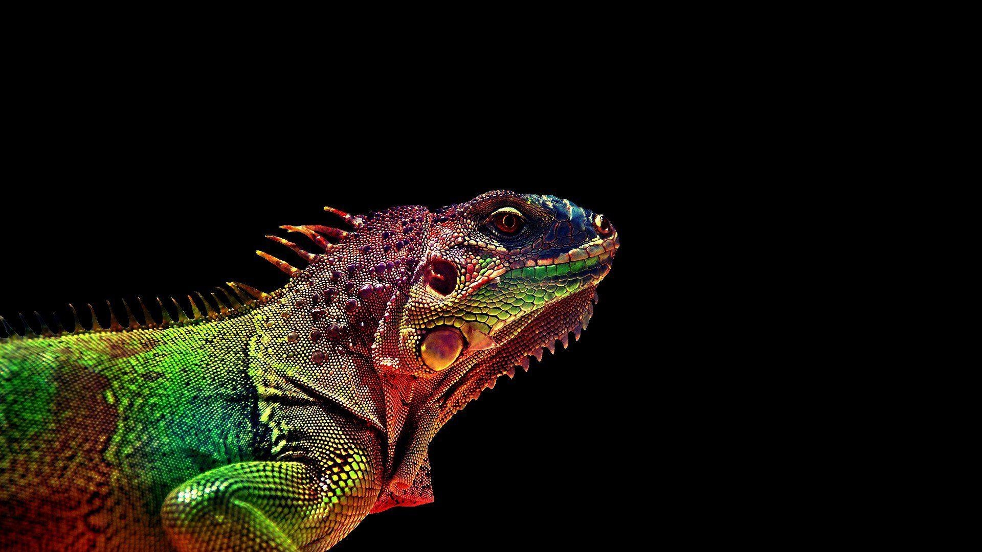 Leguan, 17x1080, Bild, Hintergrund, Tiere, 1920x1080 Full HD Desktop