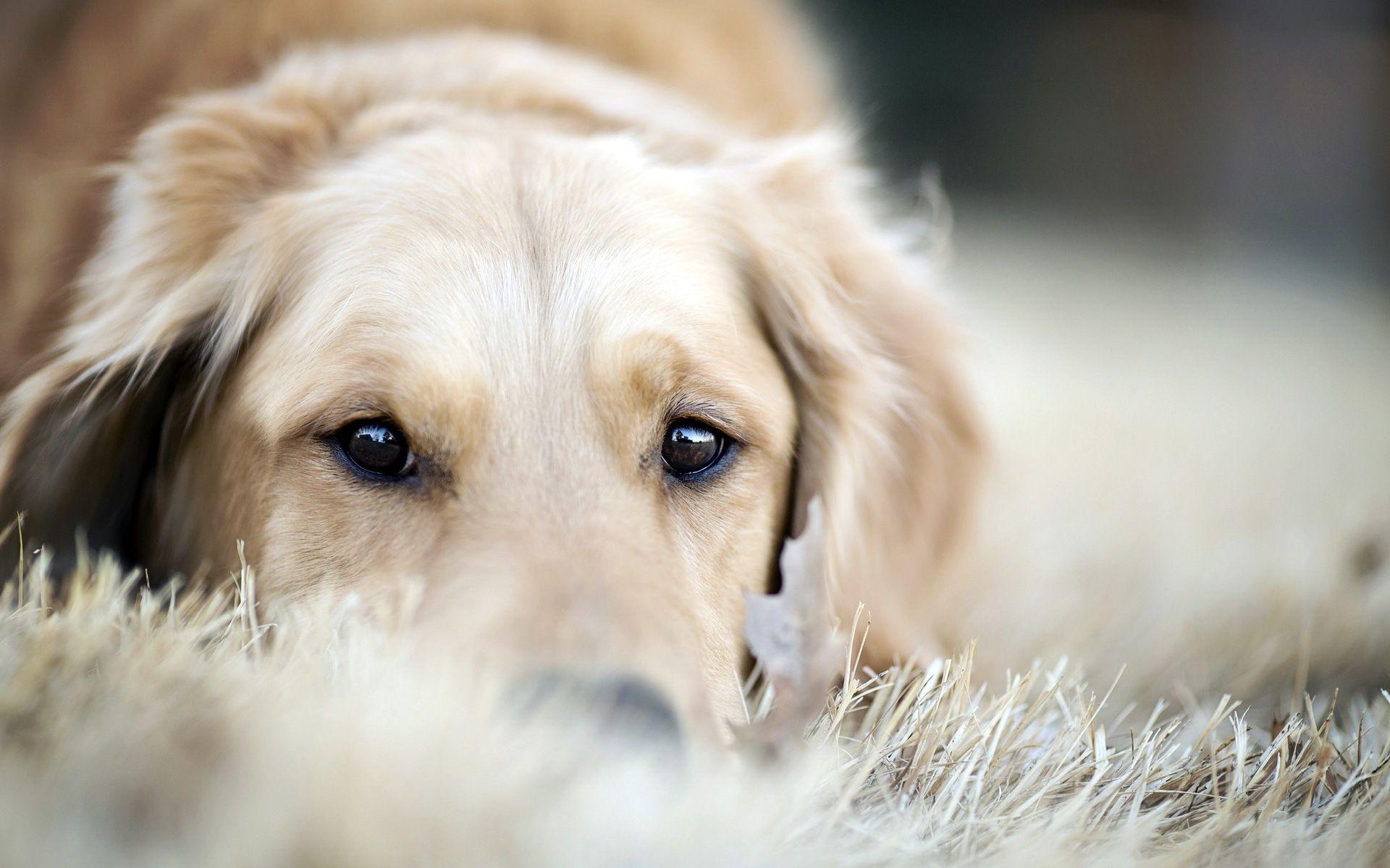 Goldener Retriever, prachtvoll, HD, Hundebild, Tiere, 1920x1200 HD Desktop