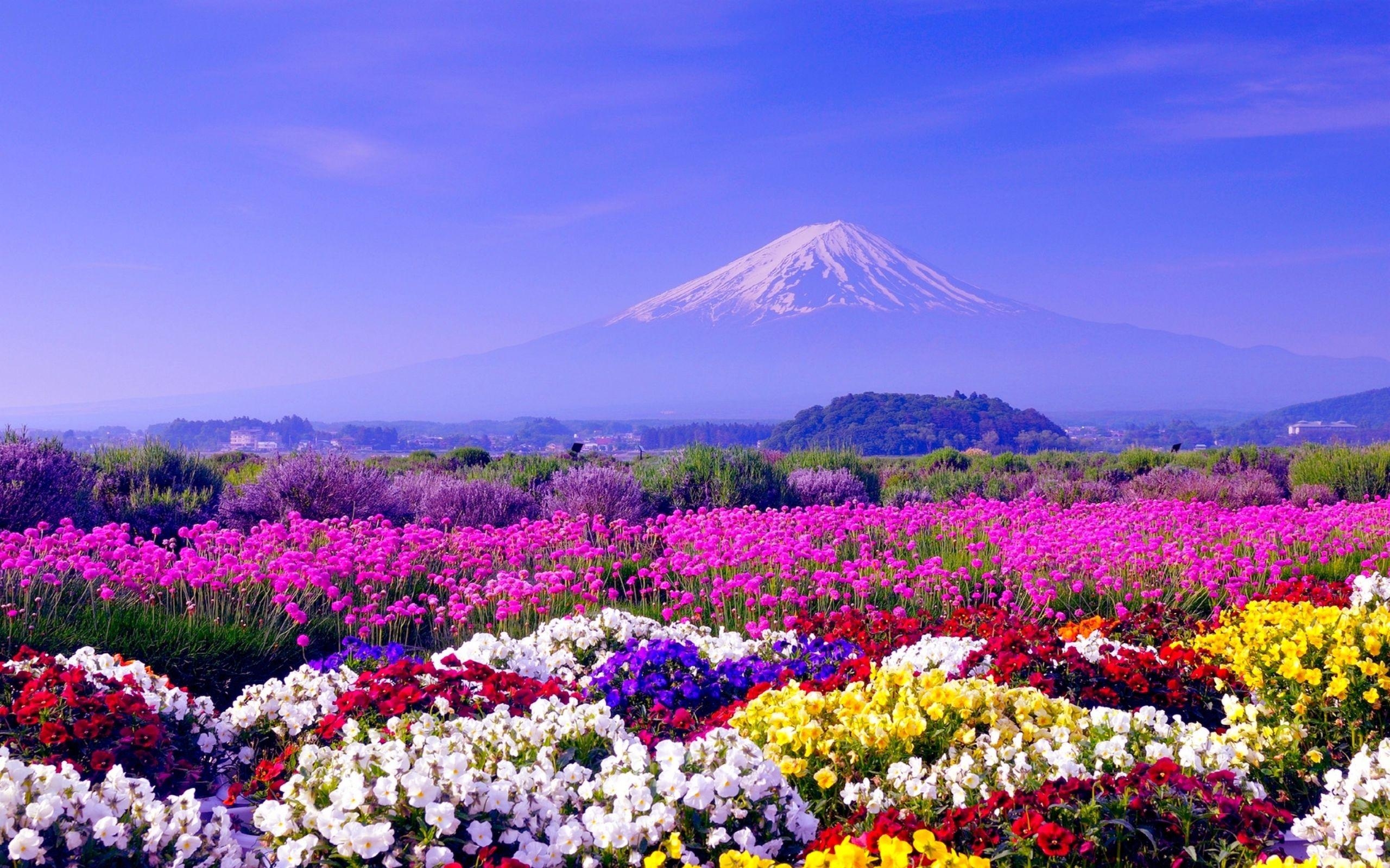 Frühling Japan, Kirschblüte, Landschaft, Reisen, Blumen, 2560x1600 HD Desktop