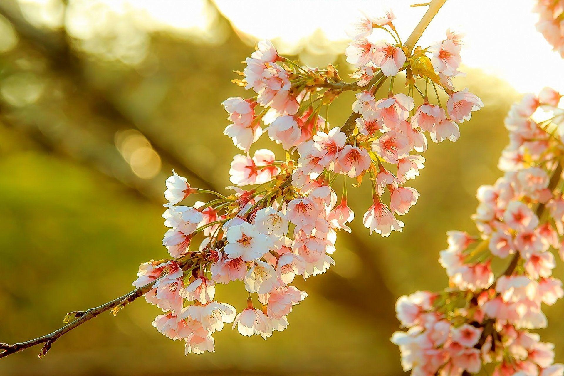 Farbe, Blüte, Blume, Obst, Baum, 1920x1280 HD Desktop