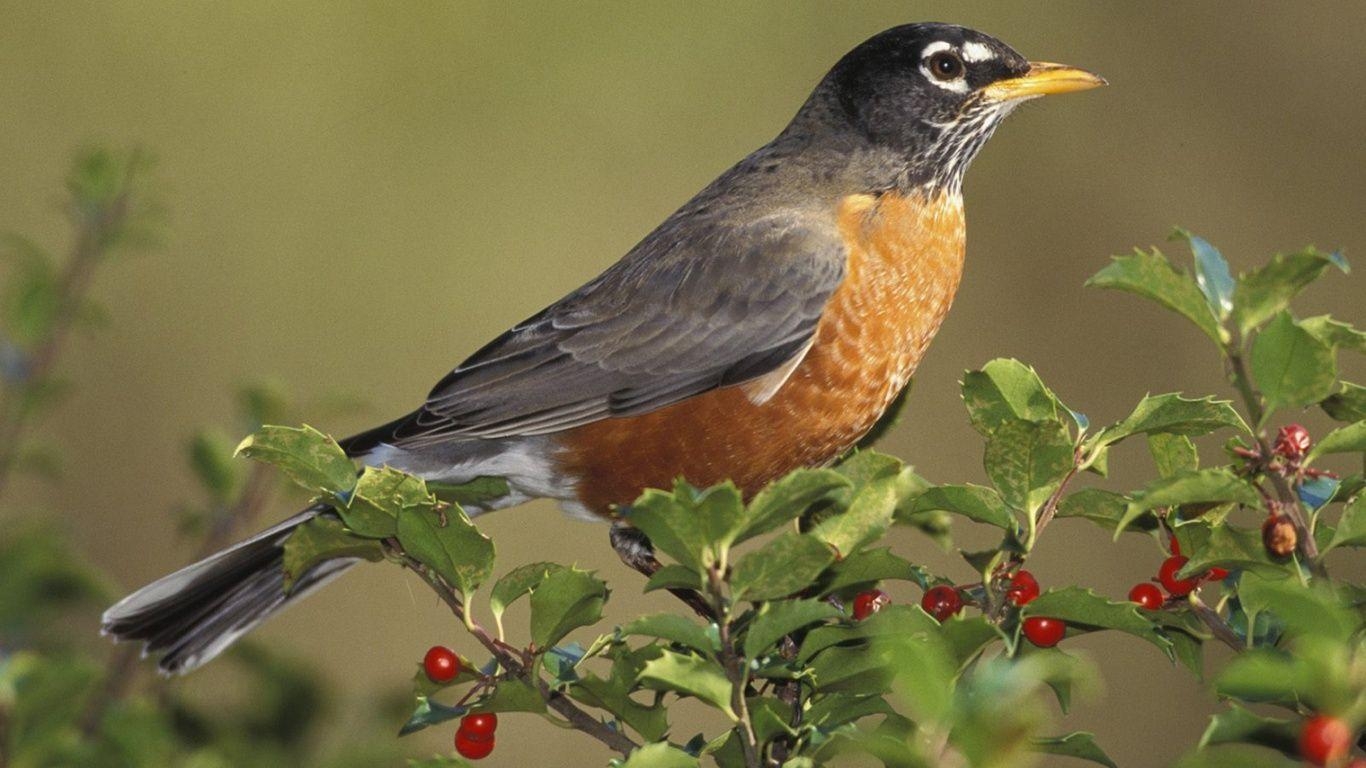 Rotkehlchen, Vogel, HD, Amerikanisch, Tier, 1370x770 HD Desktop