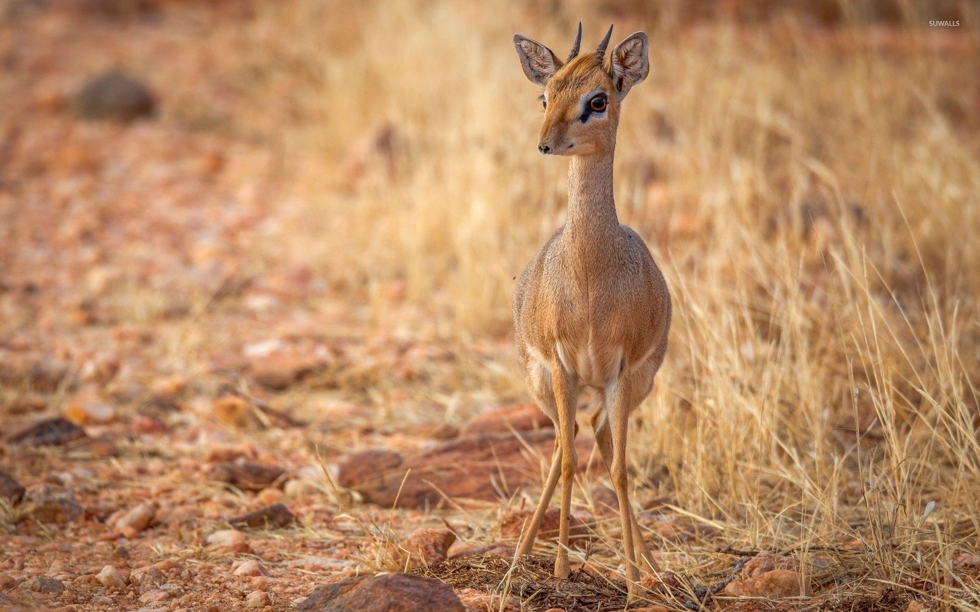 Antilope, 3D, unverwechselbar, Tierwelt, visuell, 1920x1200 HD Desktop