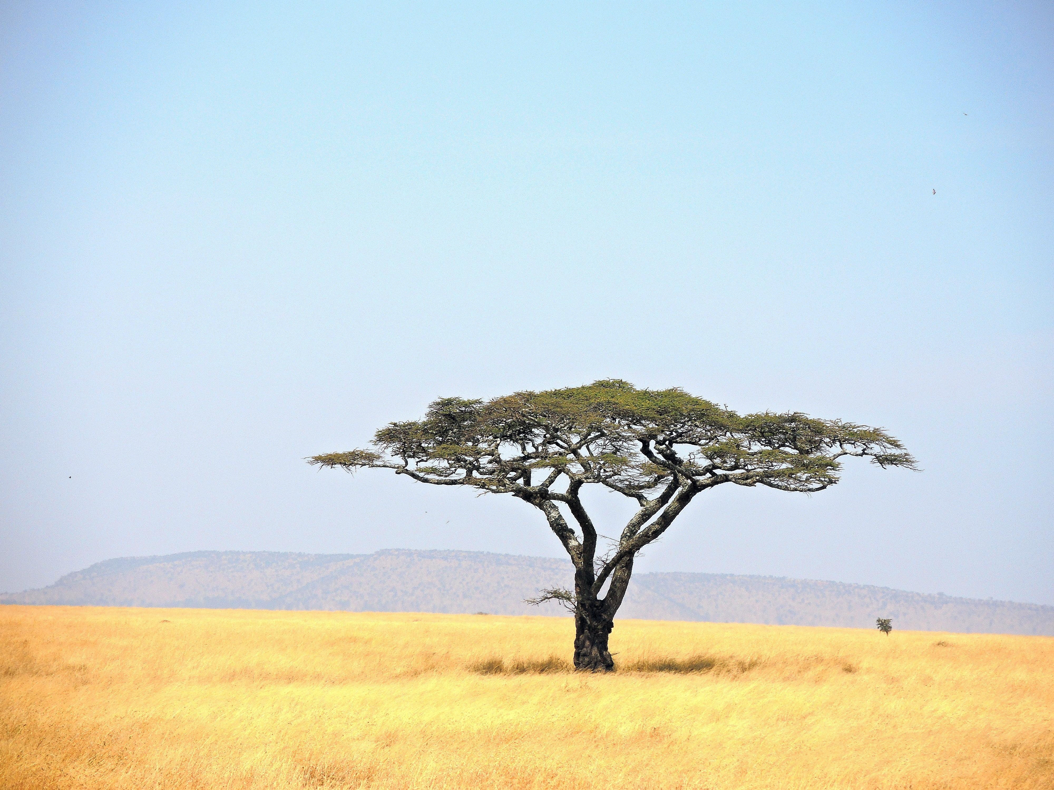 Tansania, Serengeti, Grünes Blatt, Baum, Grasfeld, 4000x3000 4K Desktop