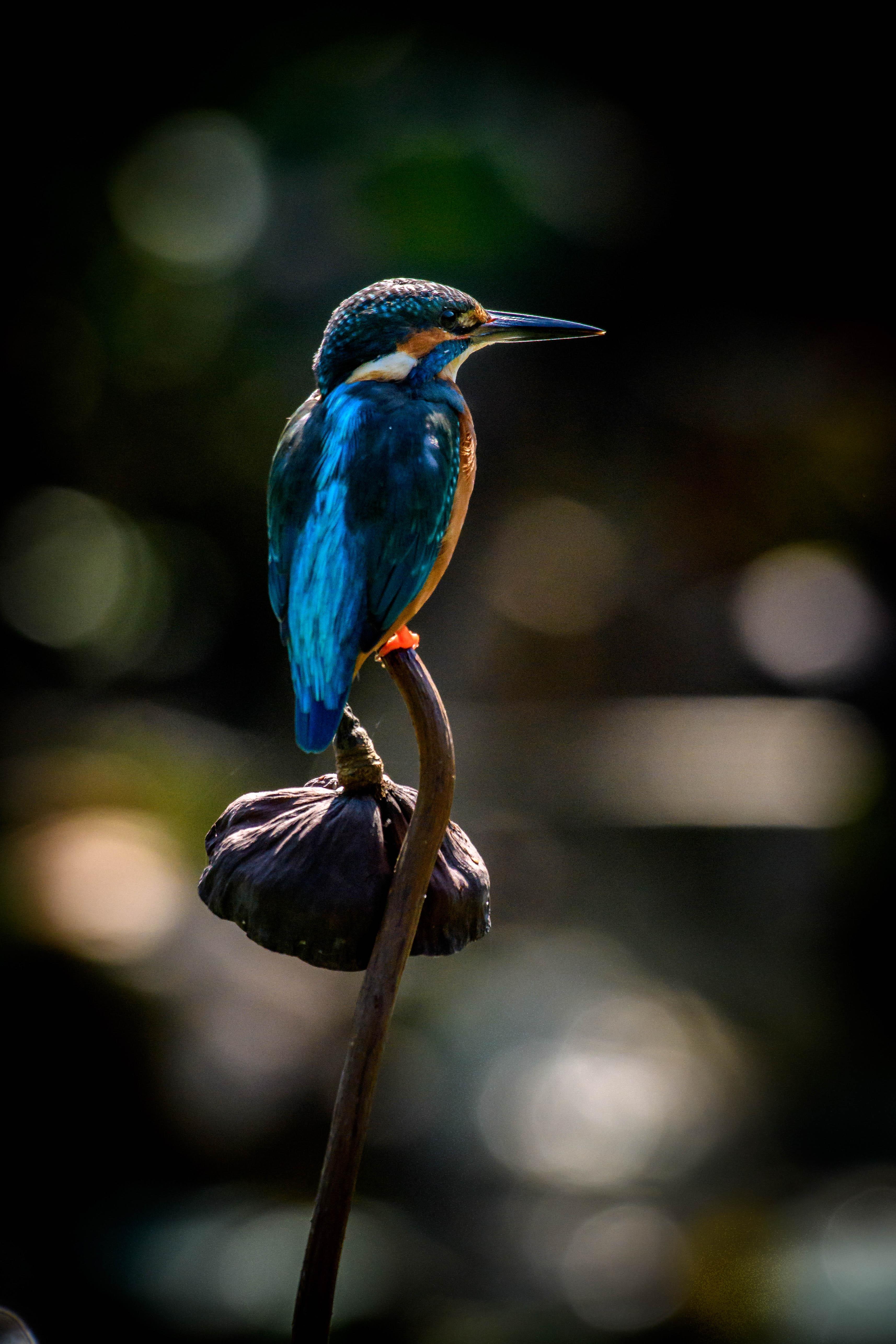 Eisvogel, Vogelwelt, Natur, Wasser, Vögel, 3430x5150 4K Handy