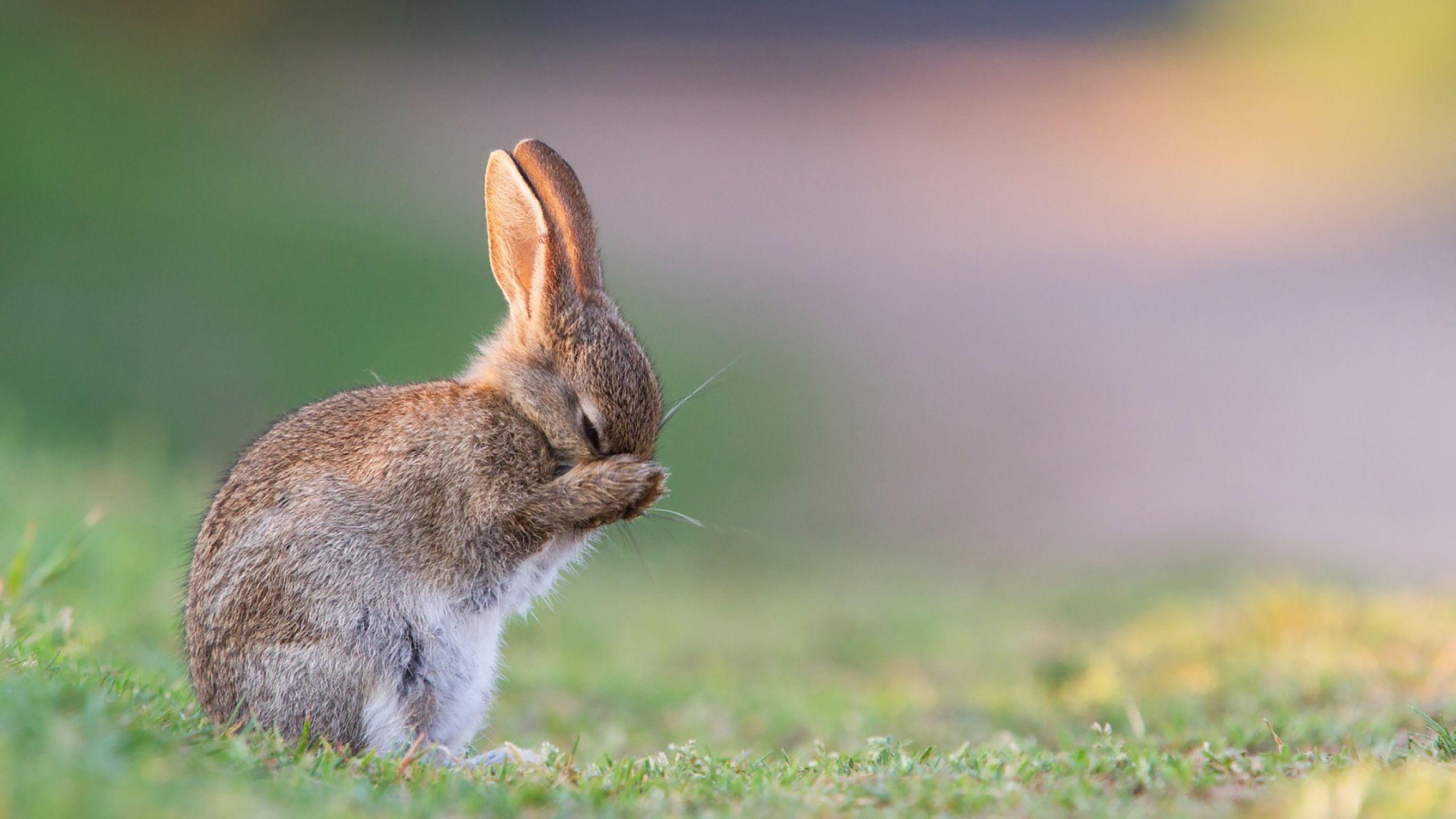 Niedliches Kaninchen, HD, Haustier, Bild, Hase, 2560x1440 HD Desktop