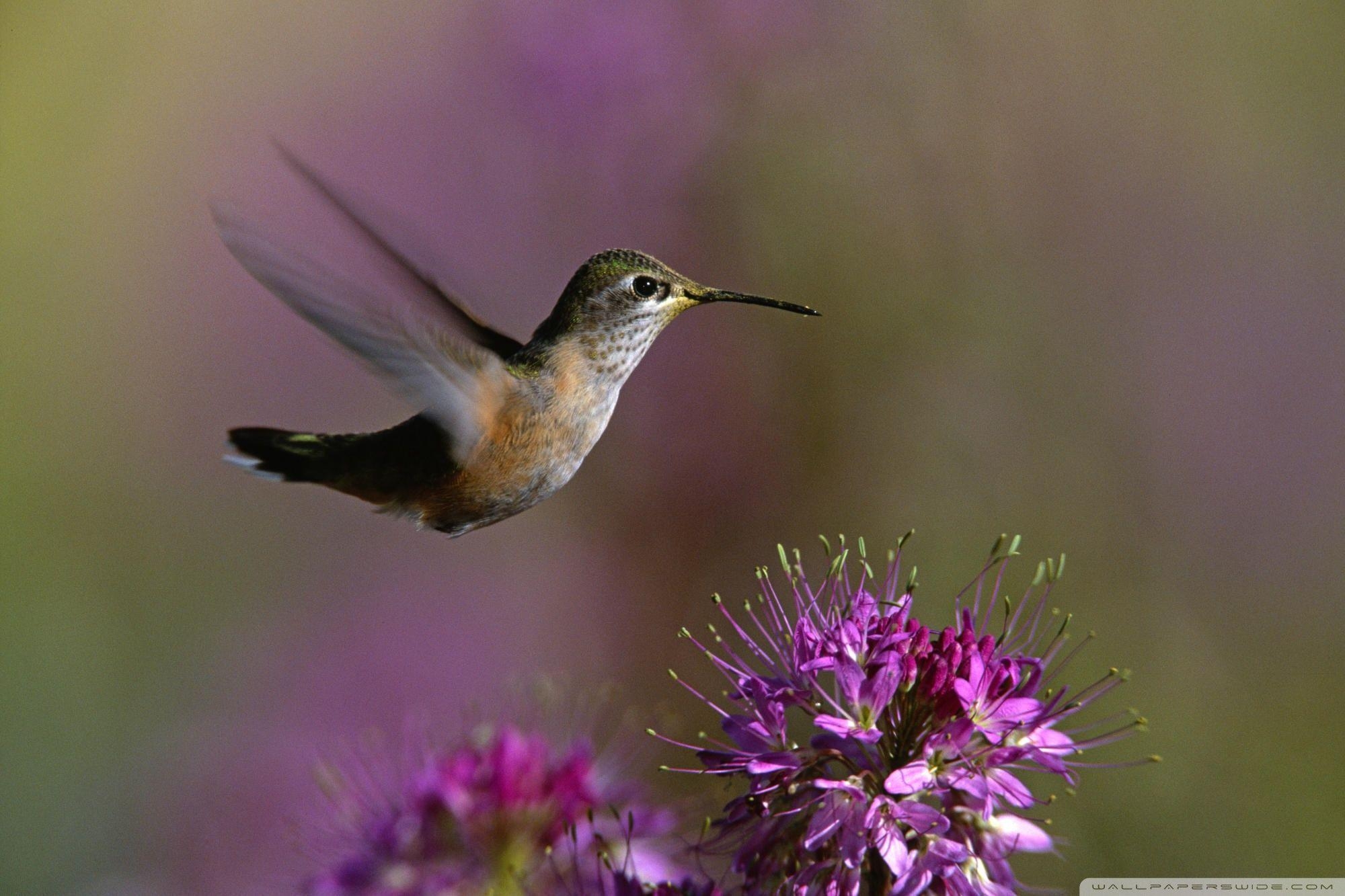 Kolibri, 4K HD, Vogelfoto, Tiere, Hintergrund, 2000x1340 HD Desktop