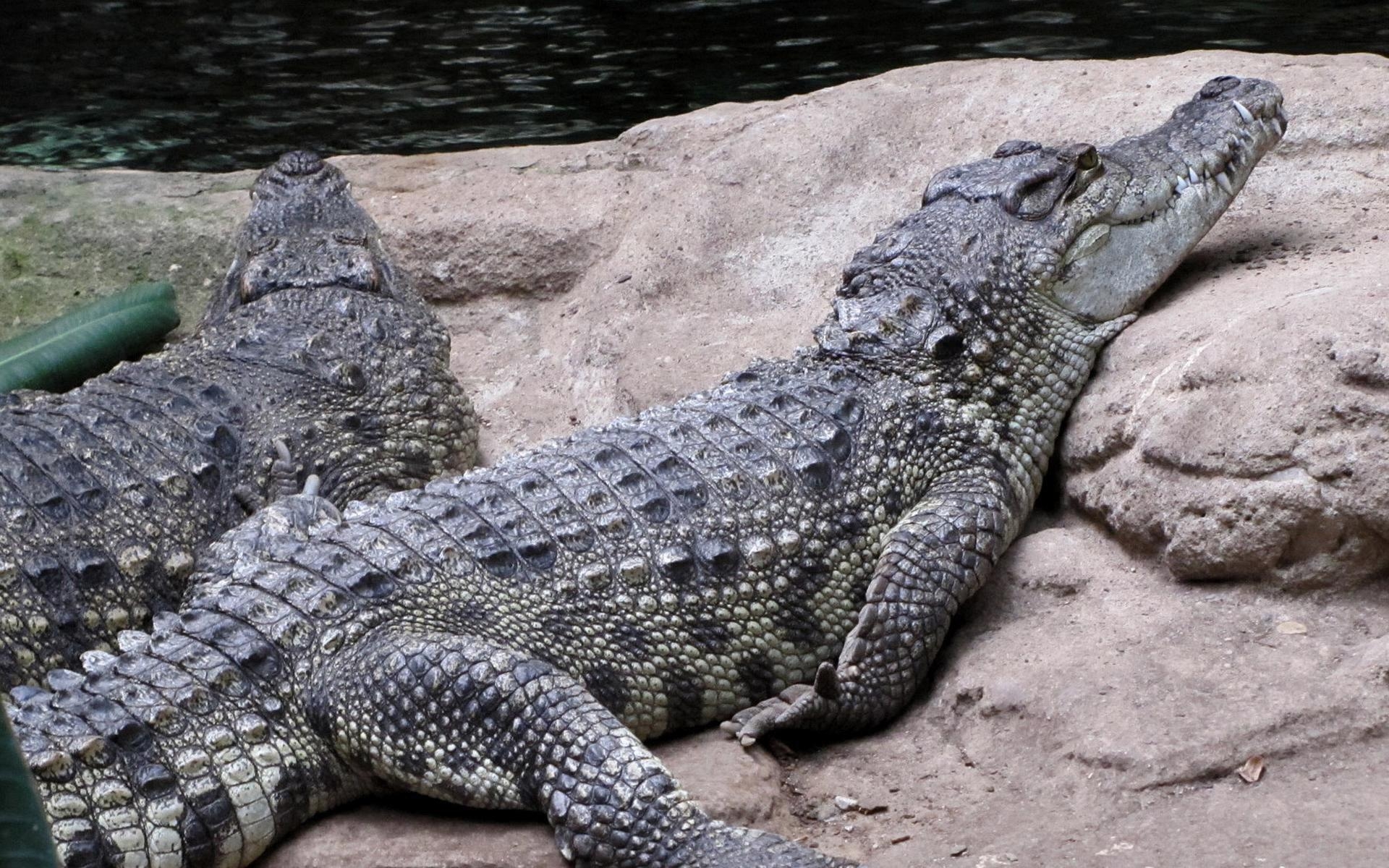 Alligator, HD, Hintergrund, Bild, Tiere, 1920x1200 HD Desktop