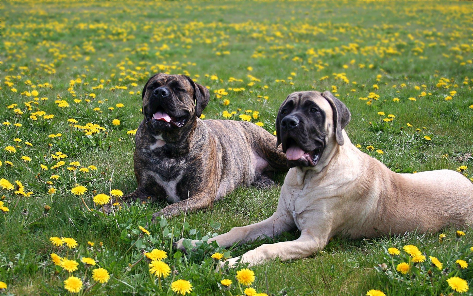 Bullmastiff, HD, Hintergrund, Hund, Tiere, 1920x1200 HD Desktop