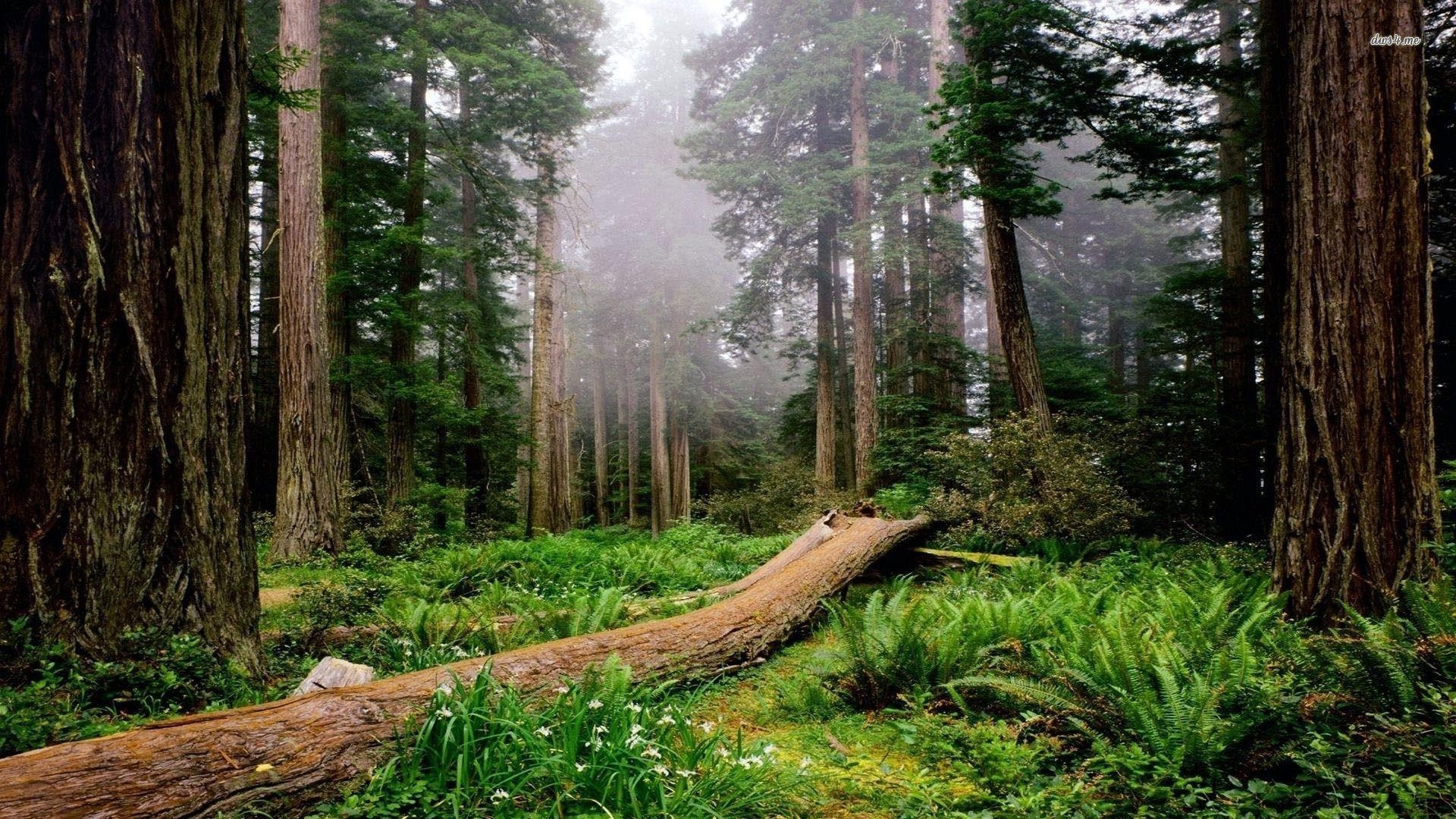 Redwood, Nationalpark, State Parks, Natur, Abenteuer, 1920x1080 Full HD Desktop