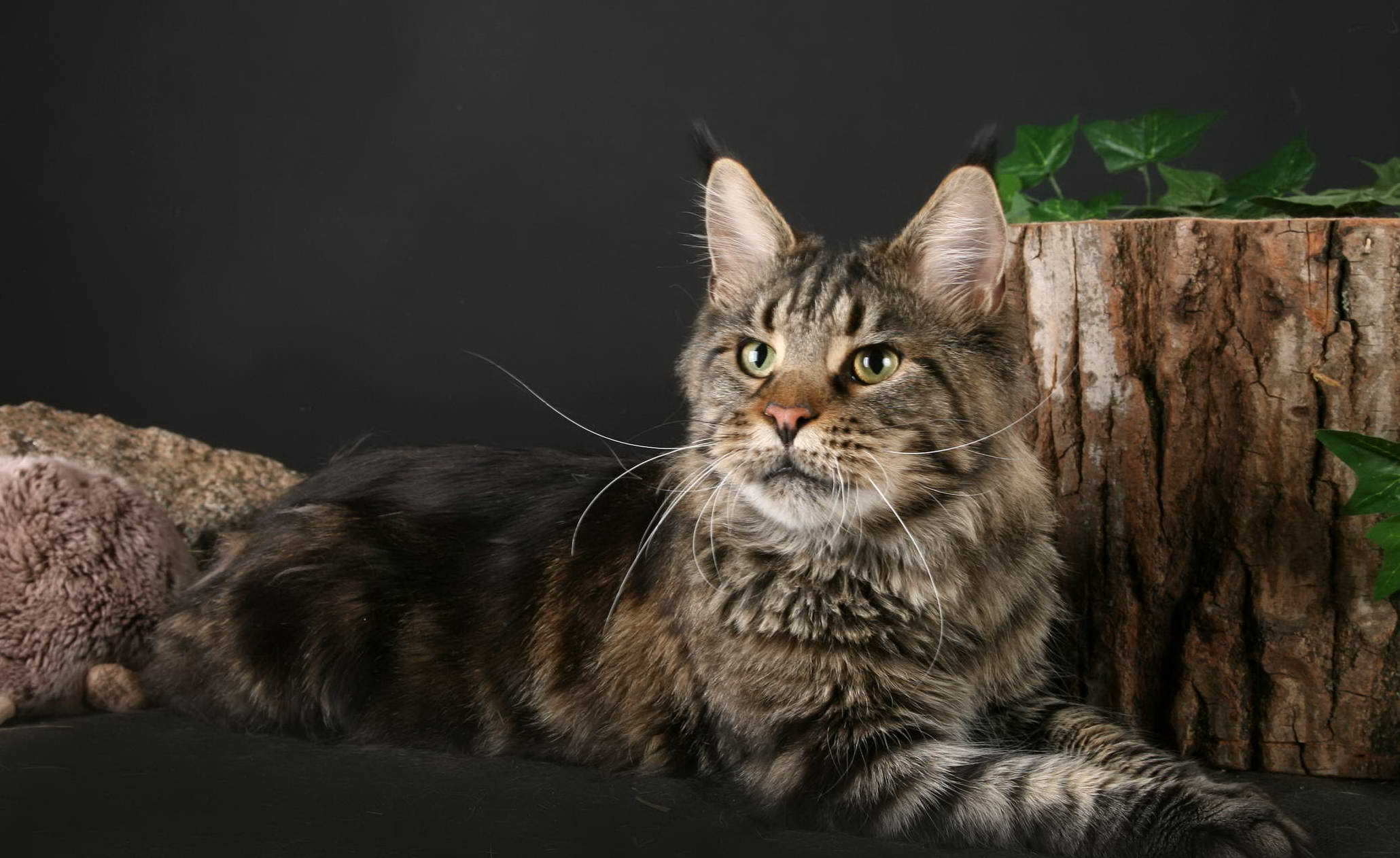 Maine Coon, Hintergrund, Bild, Tier, Katze, 2060x1270 HD Desktop