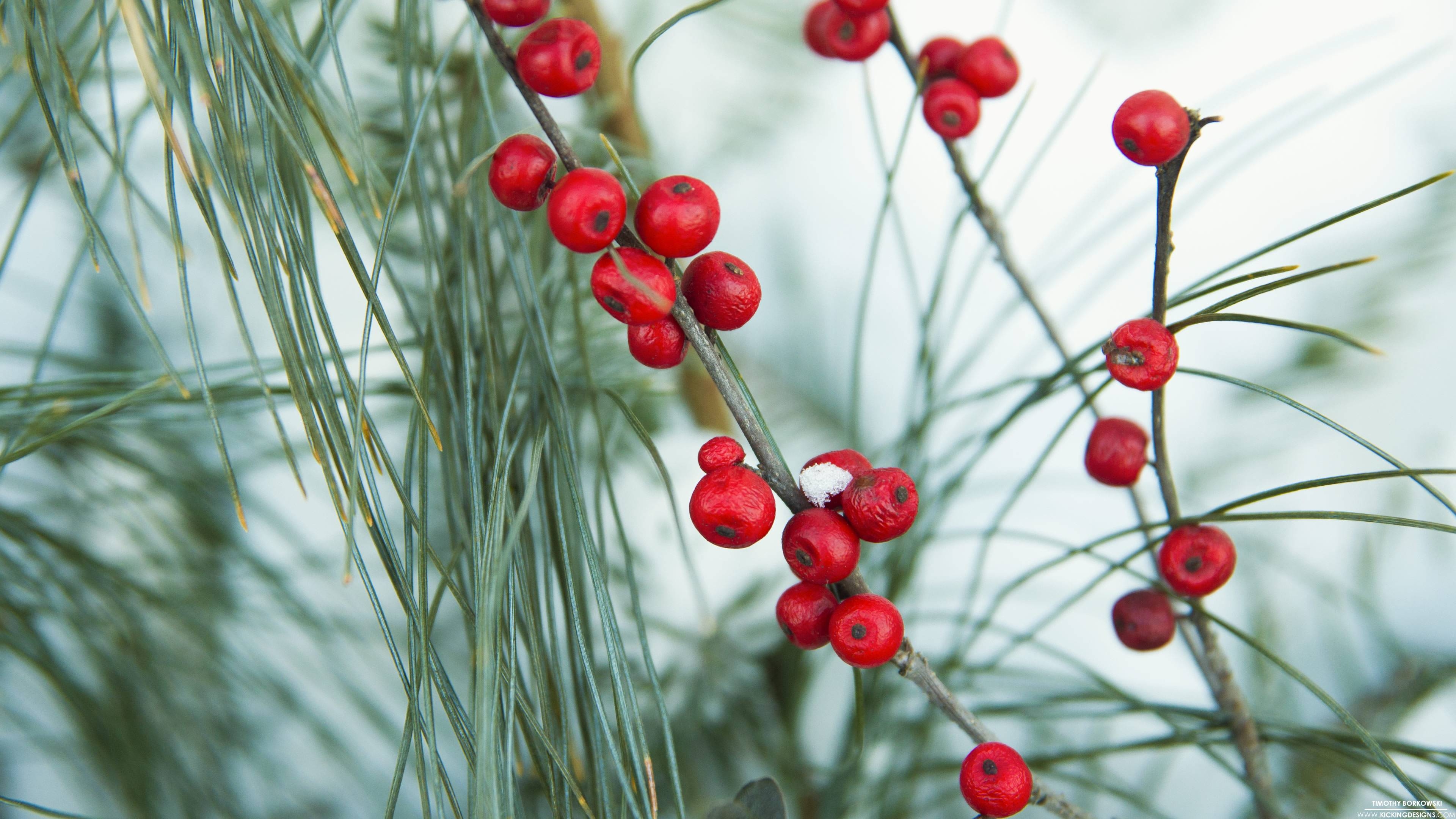 Winterbeeren, Januar, 2014, Hintergrund, Bild, 3840x2160 4K Desktop