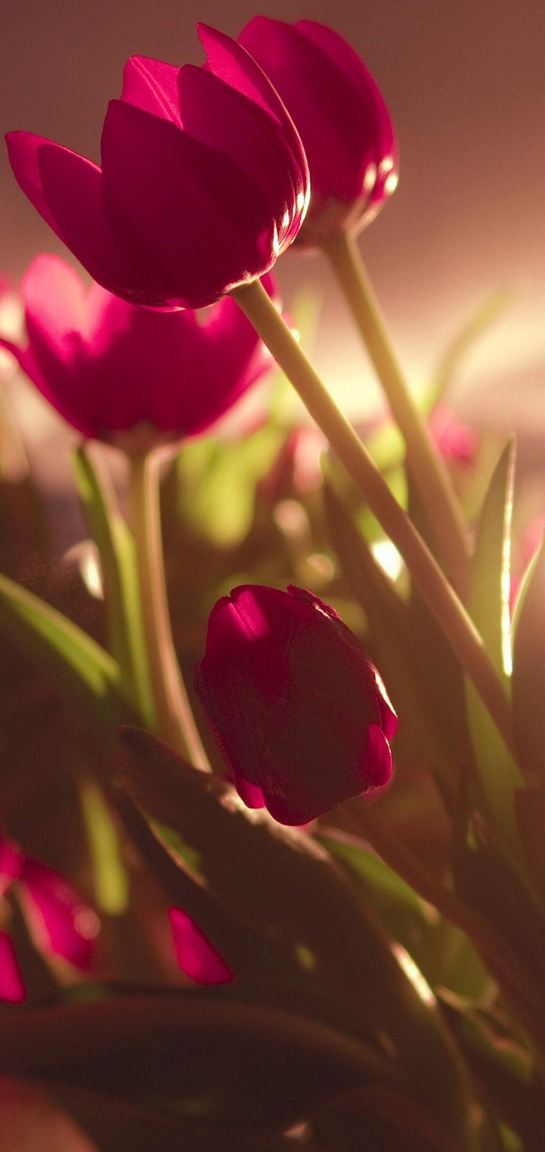 Tulpe Natur, Hintergrund, Blume, Tulpenfeld, Frühling, 1080x2280 HD Handy