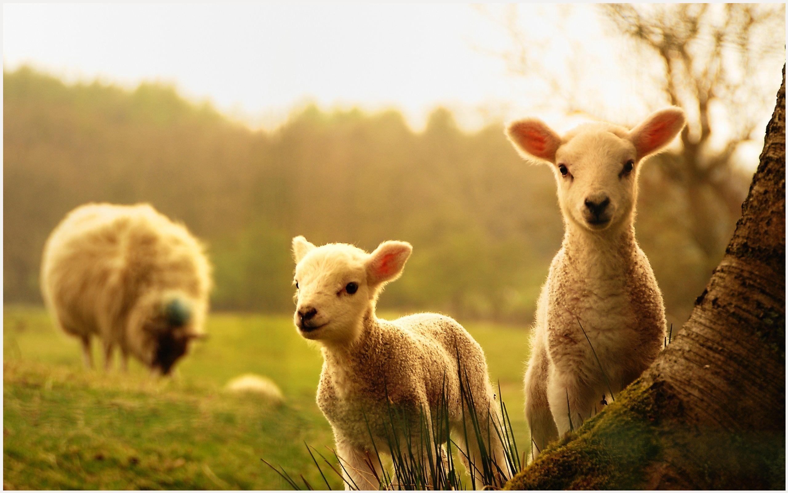 Frühling, Lämmer, Grün, Weide, Natur, 2560x1600 HD Desktop