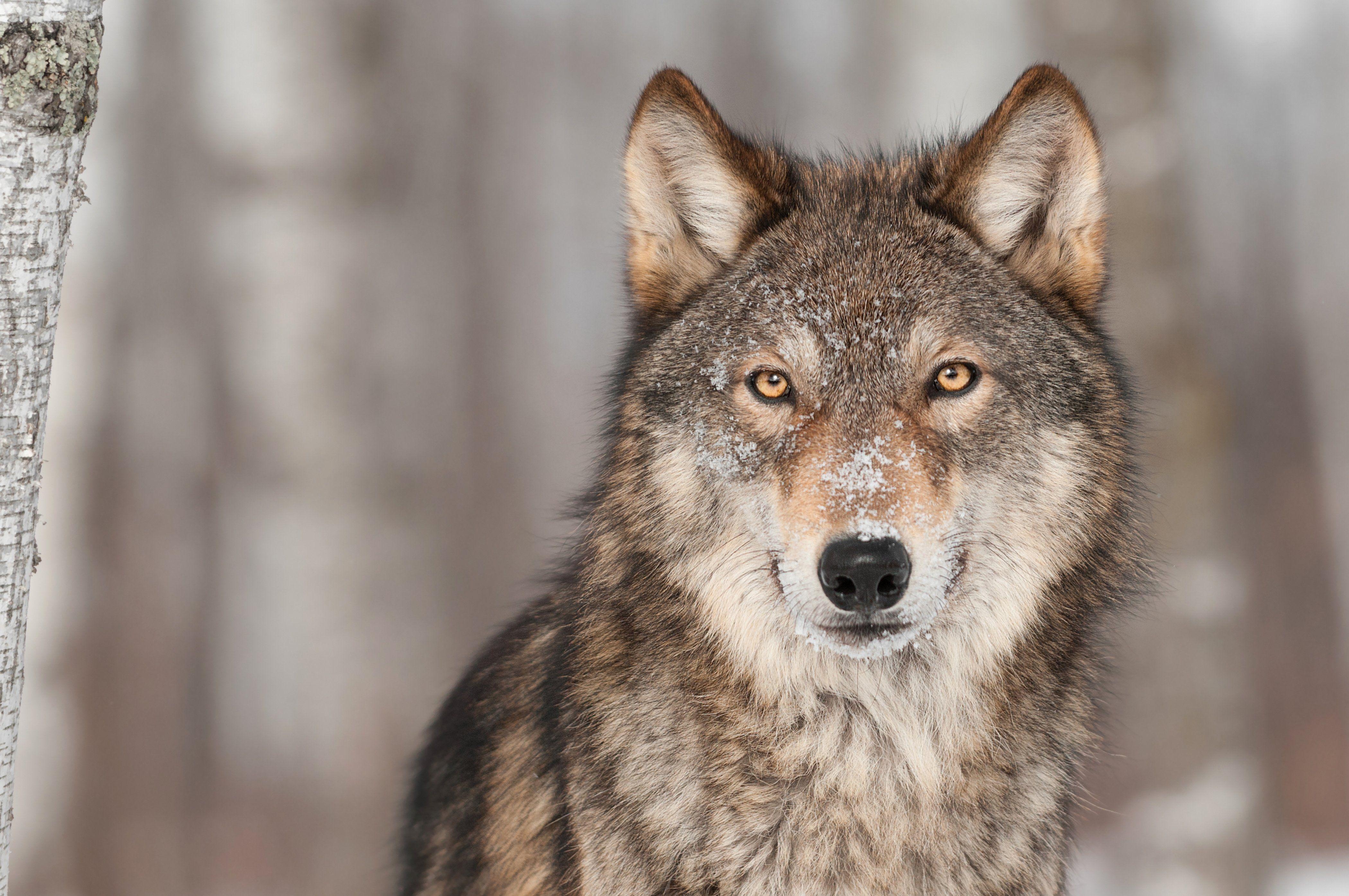 Wölfe, Blick, Tiere, Hintergrund, Bild, 4200x2790 4K Desktop