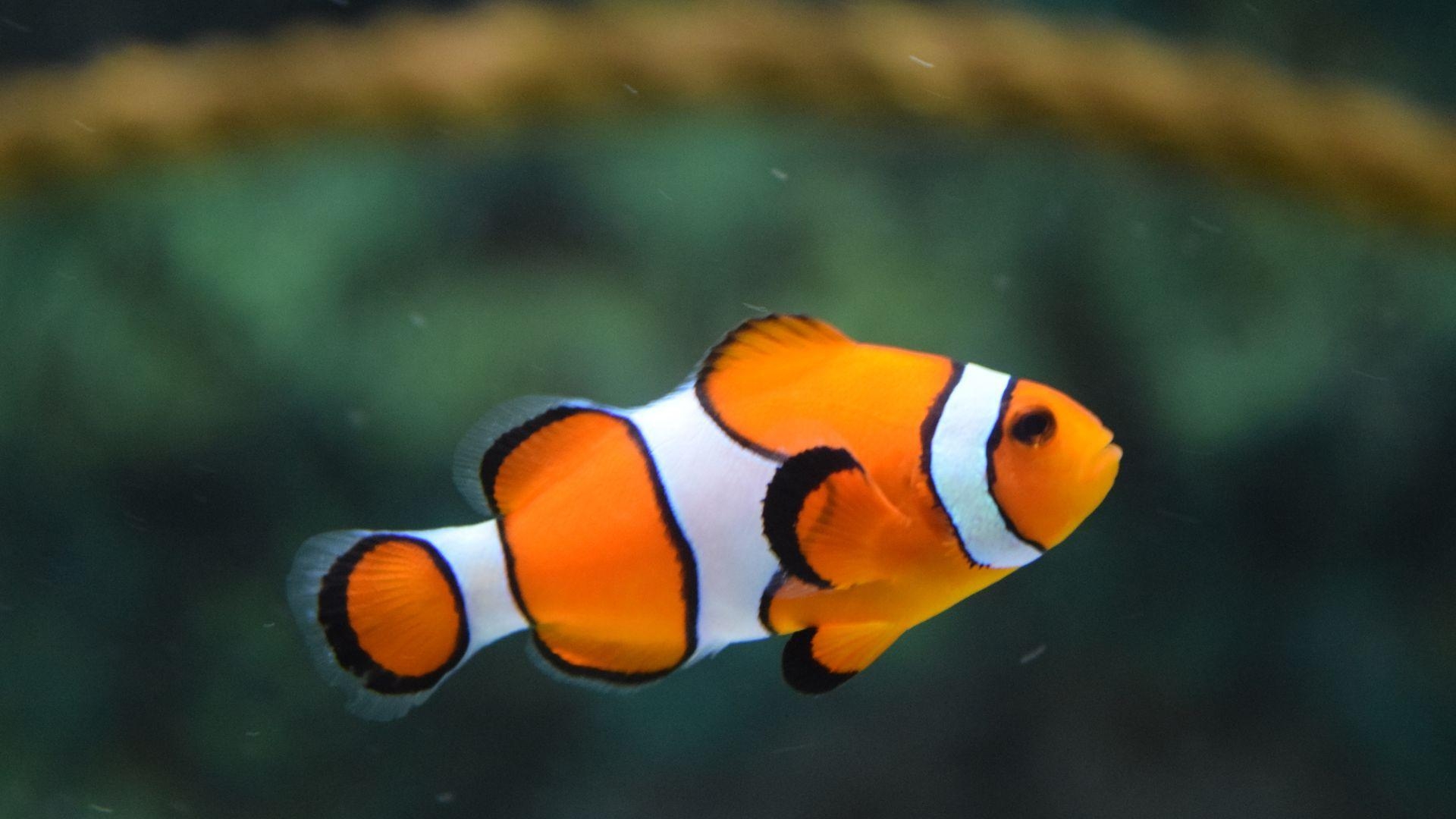 Schwimmender Clownfisch, Orange, Weiß, Schwarz, Meereswelt, 1920x1080 Full HD Desktop